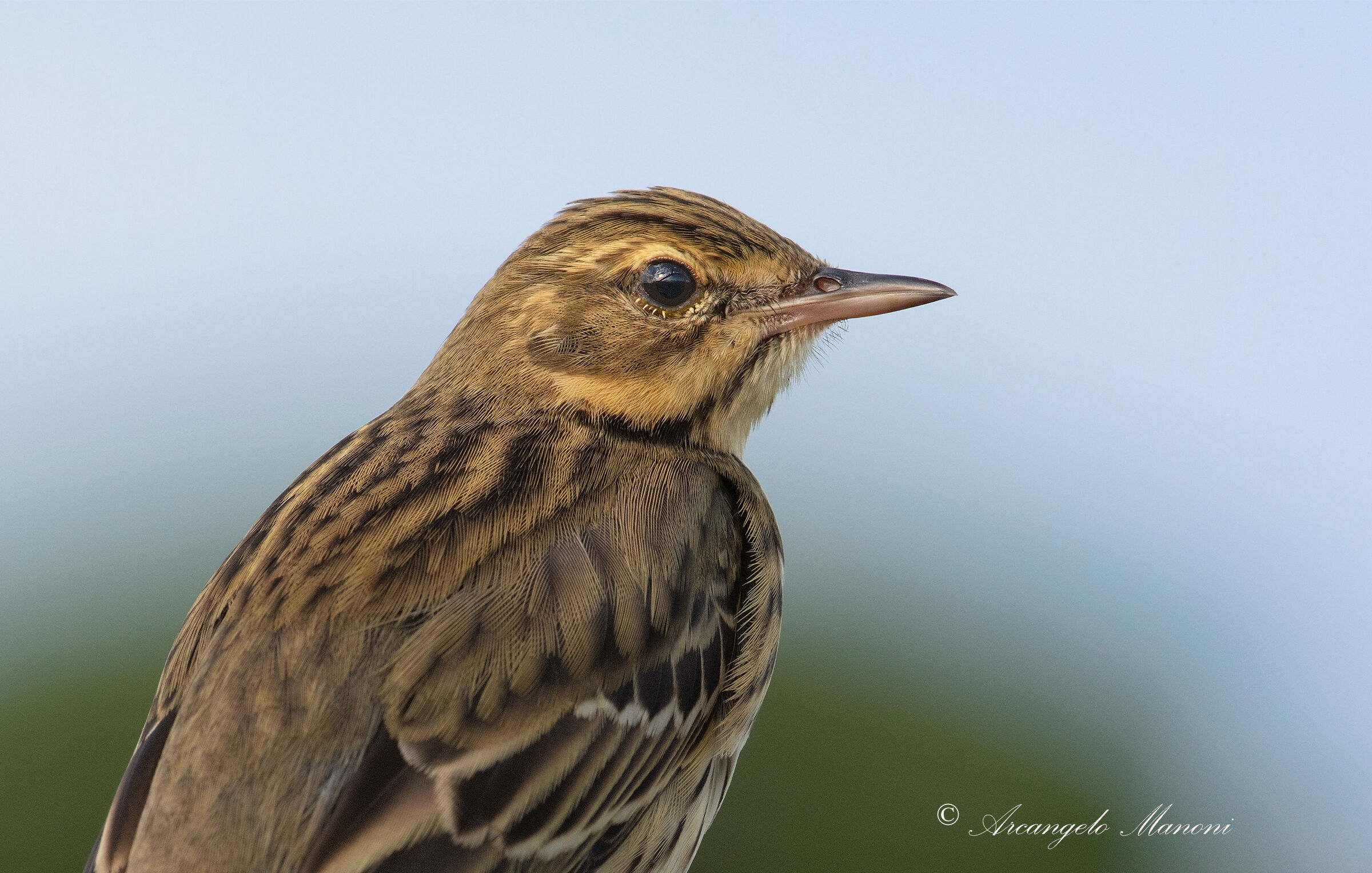 Close-up to the prispolone
