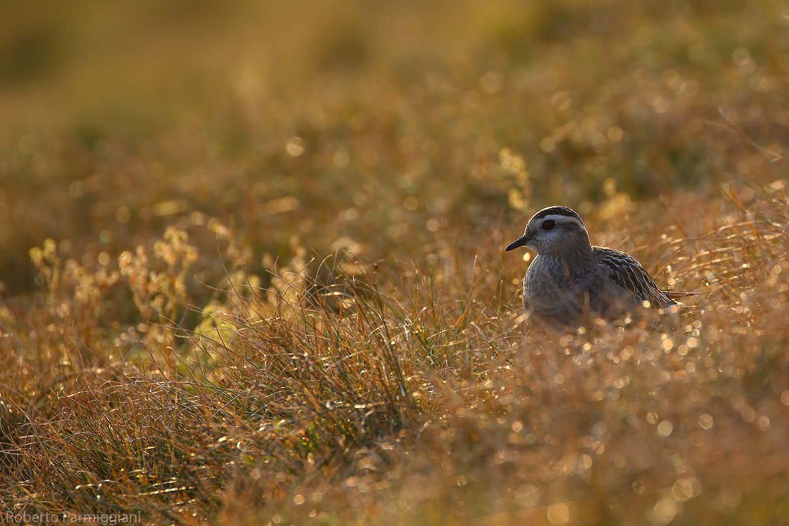 Piviere tortoise and refraction