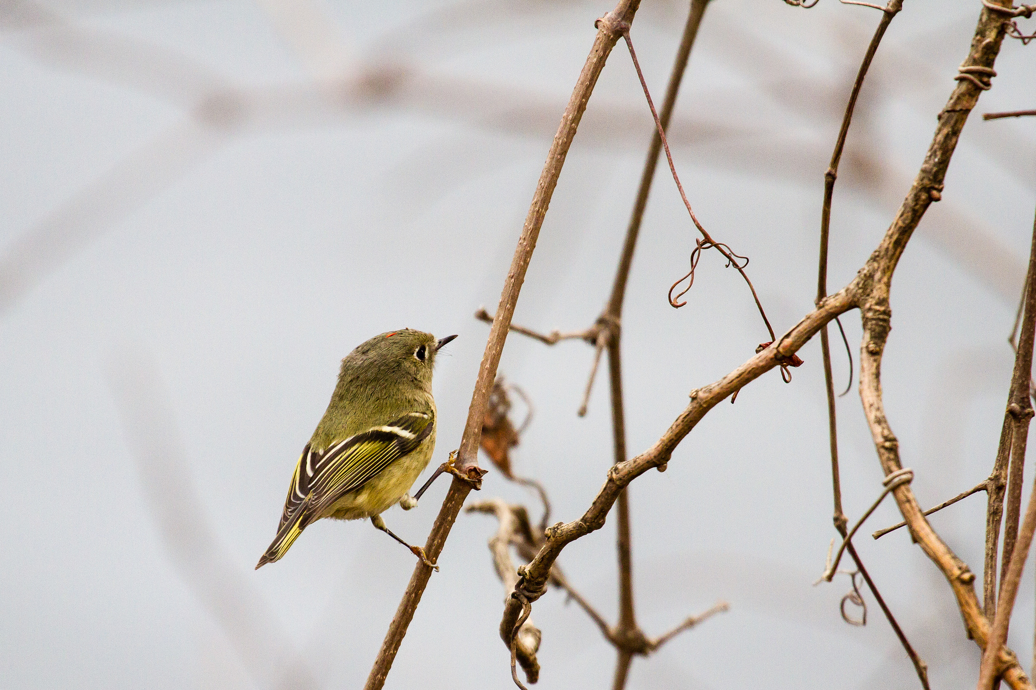 Yellow-bellied Flycatcher