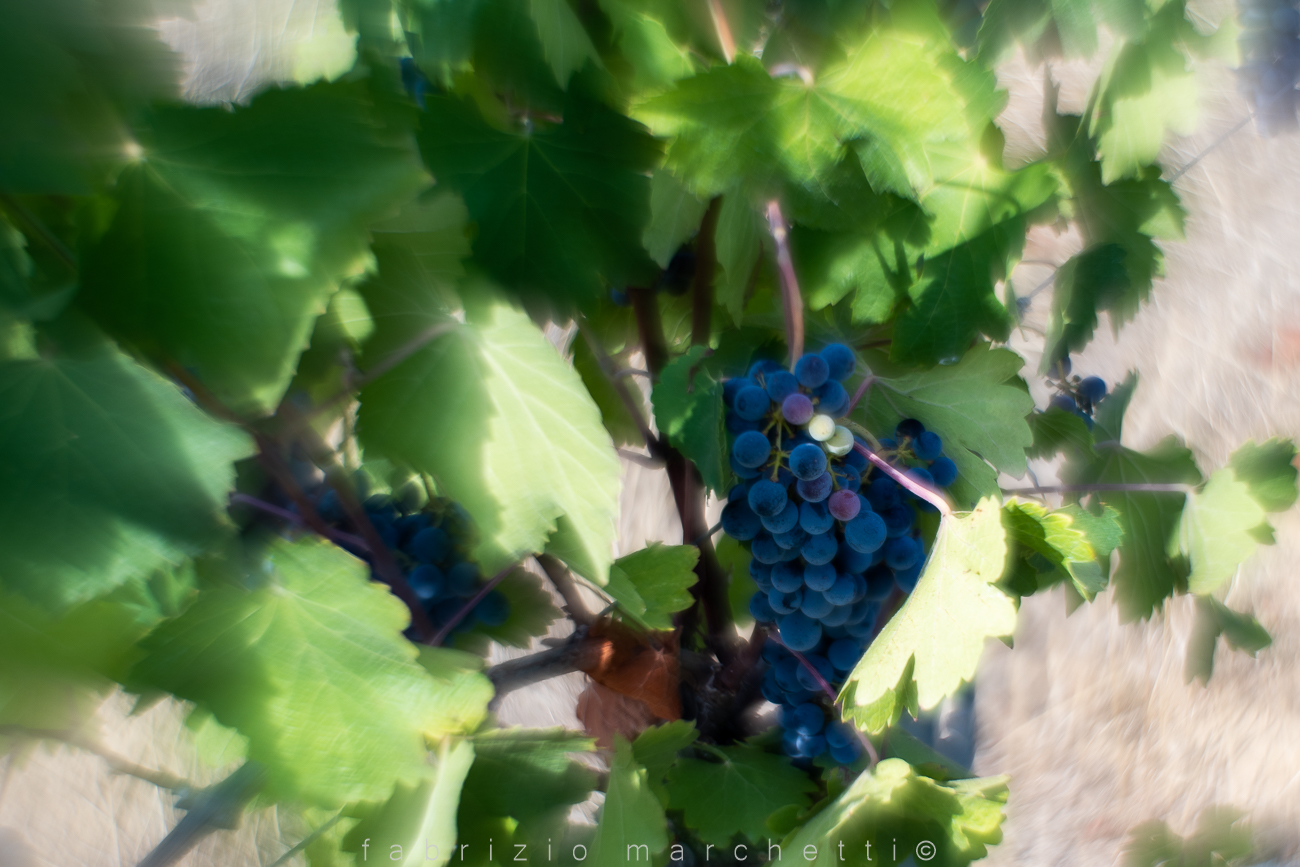 helios 58 mm modificato - grappoli d'uva