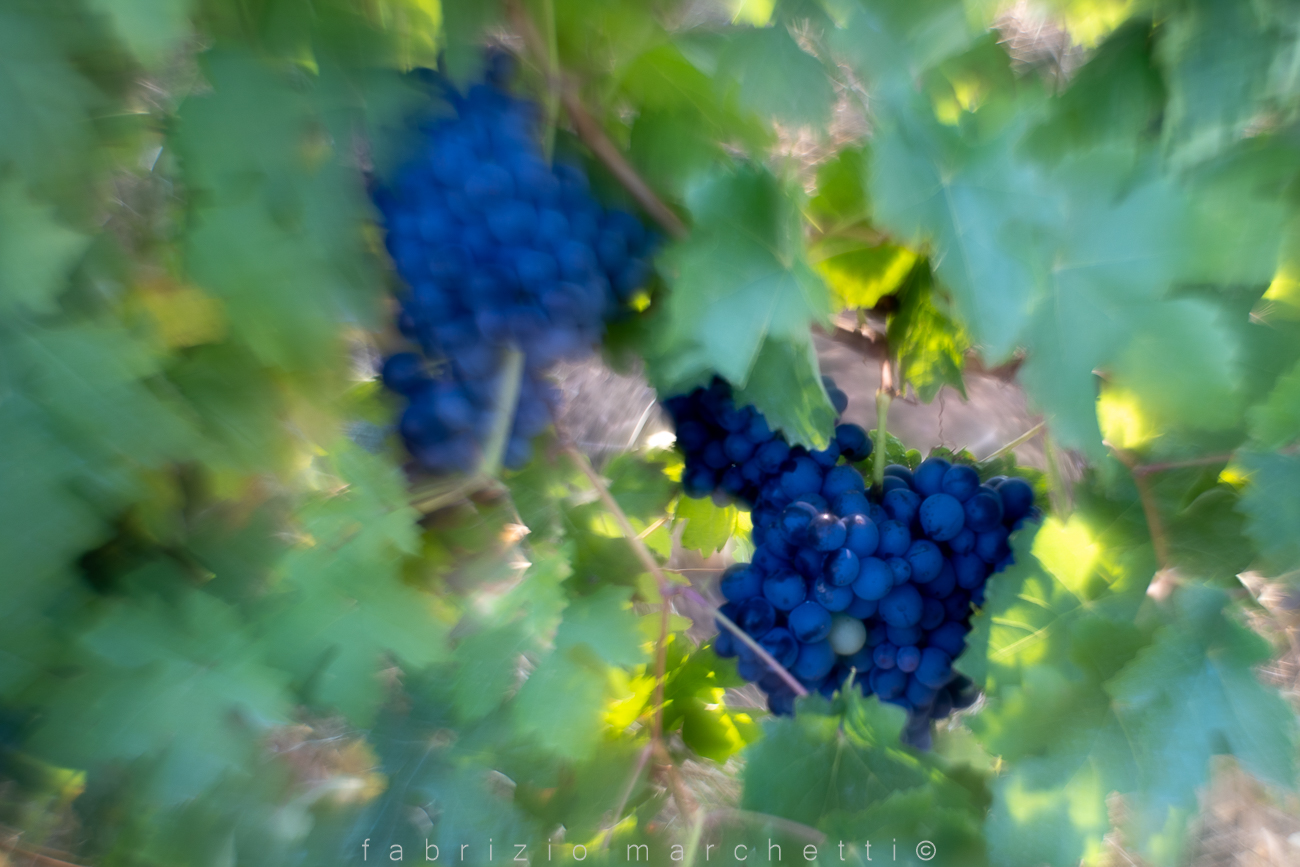 helios 58 mm modificato - grappoli d'uva