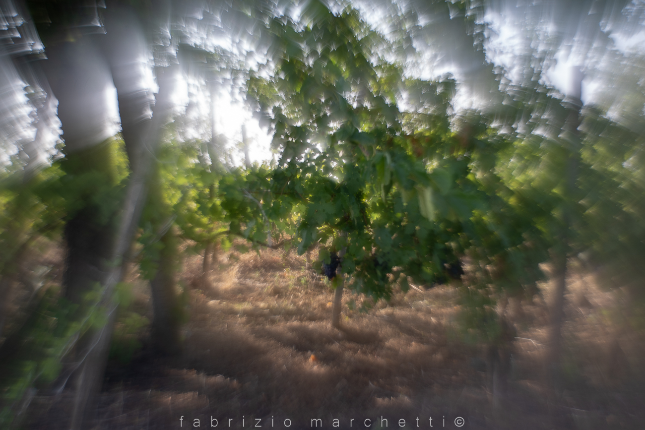 helios 58 mm modificato - grappoli d'uva