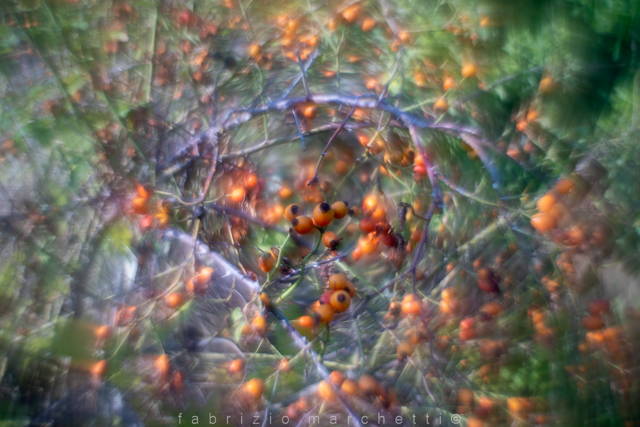 helios 58 mm modified - rosehip