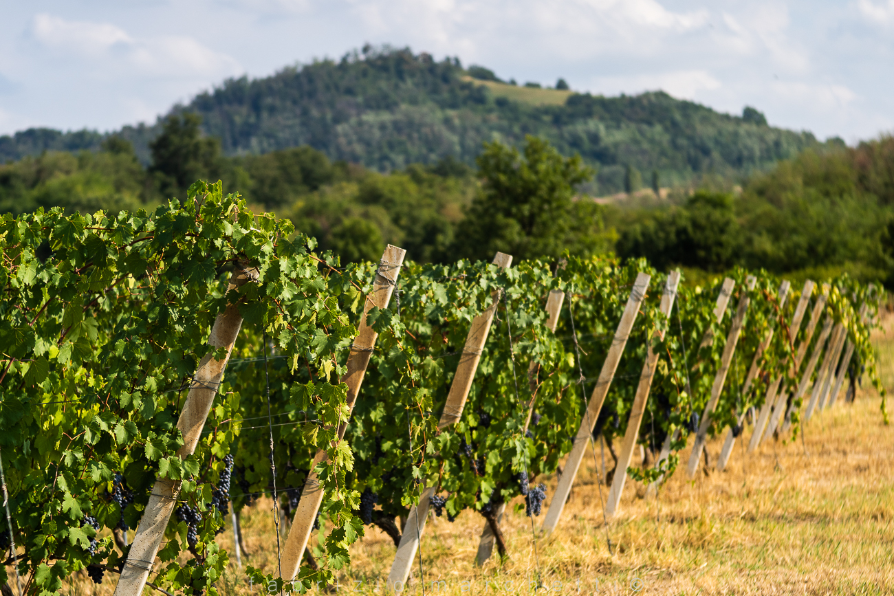 Trioplan 100 - vigna Casalnoceto (Al)