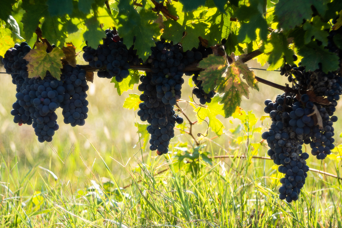 Trioplan 100 - vigna Casalnoceto (Al)