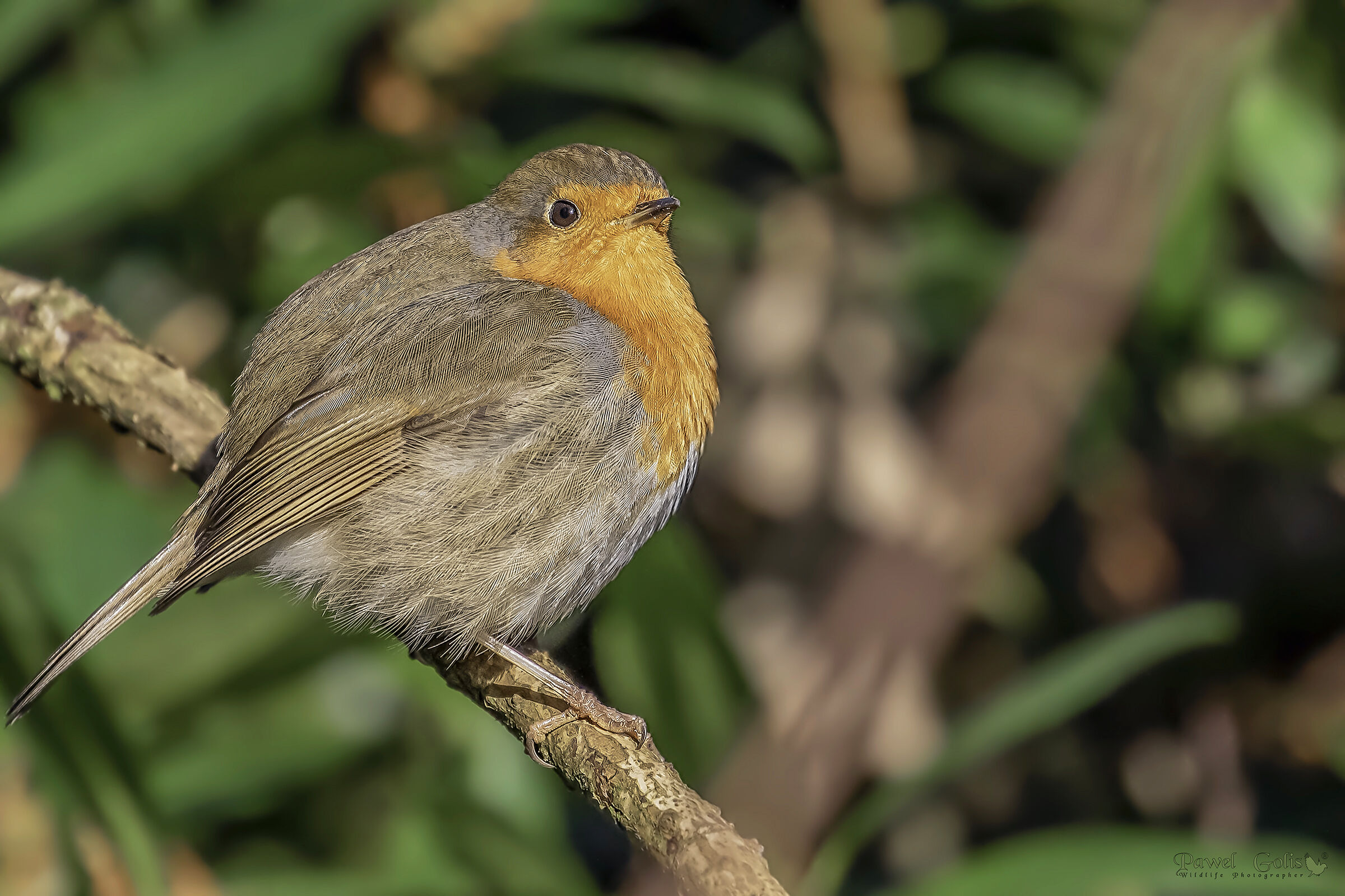 Pettirosso europeo (Erithacus rubecula)