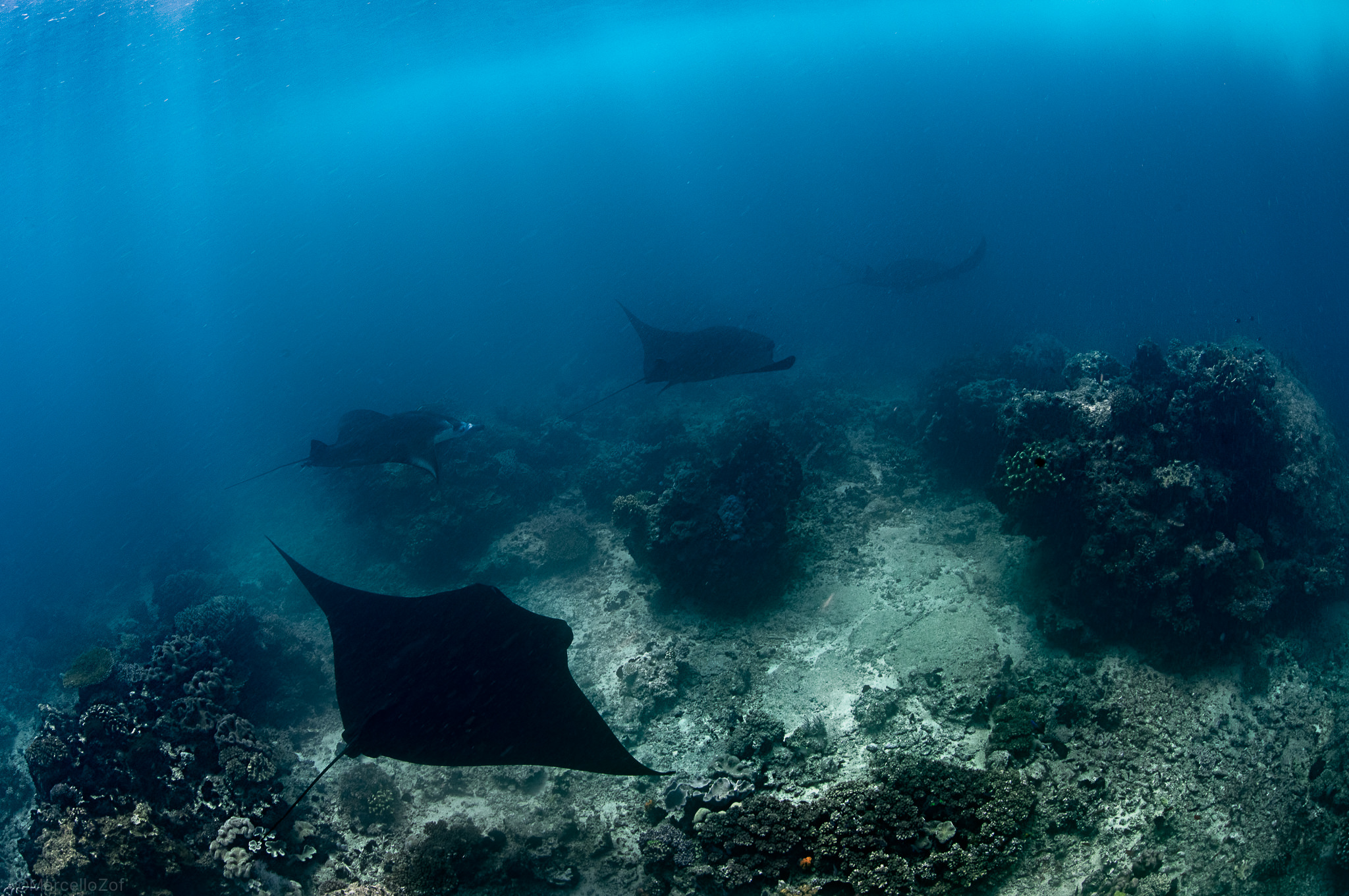 Manta in Rabi Island passage