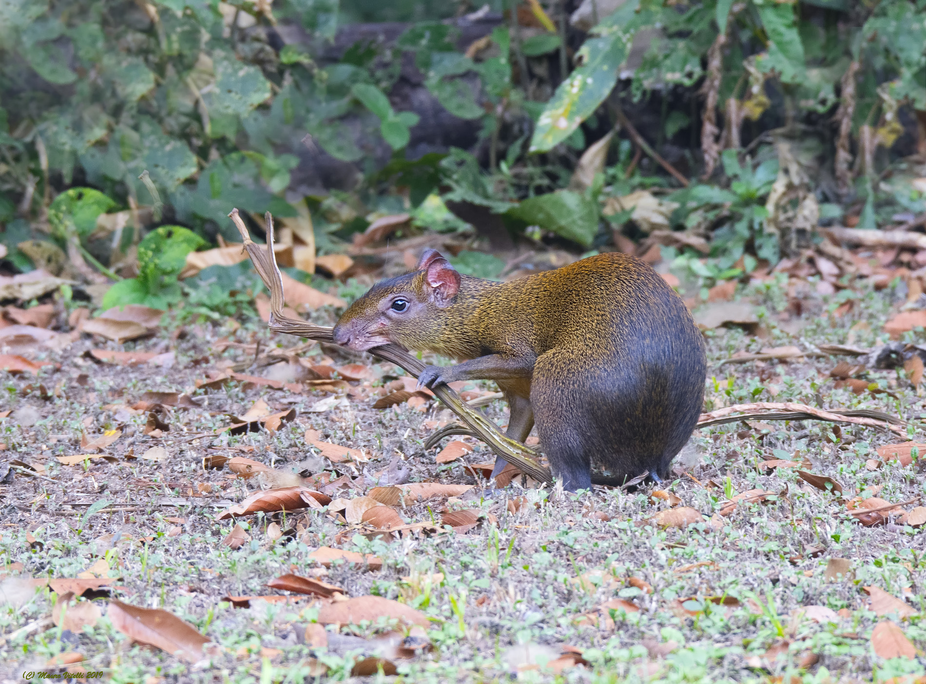 Agouti Rodents (Sandoval Lake) Peru
