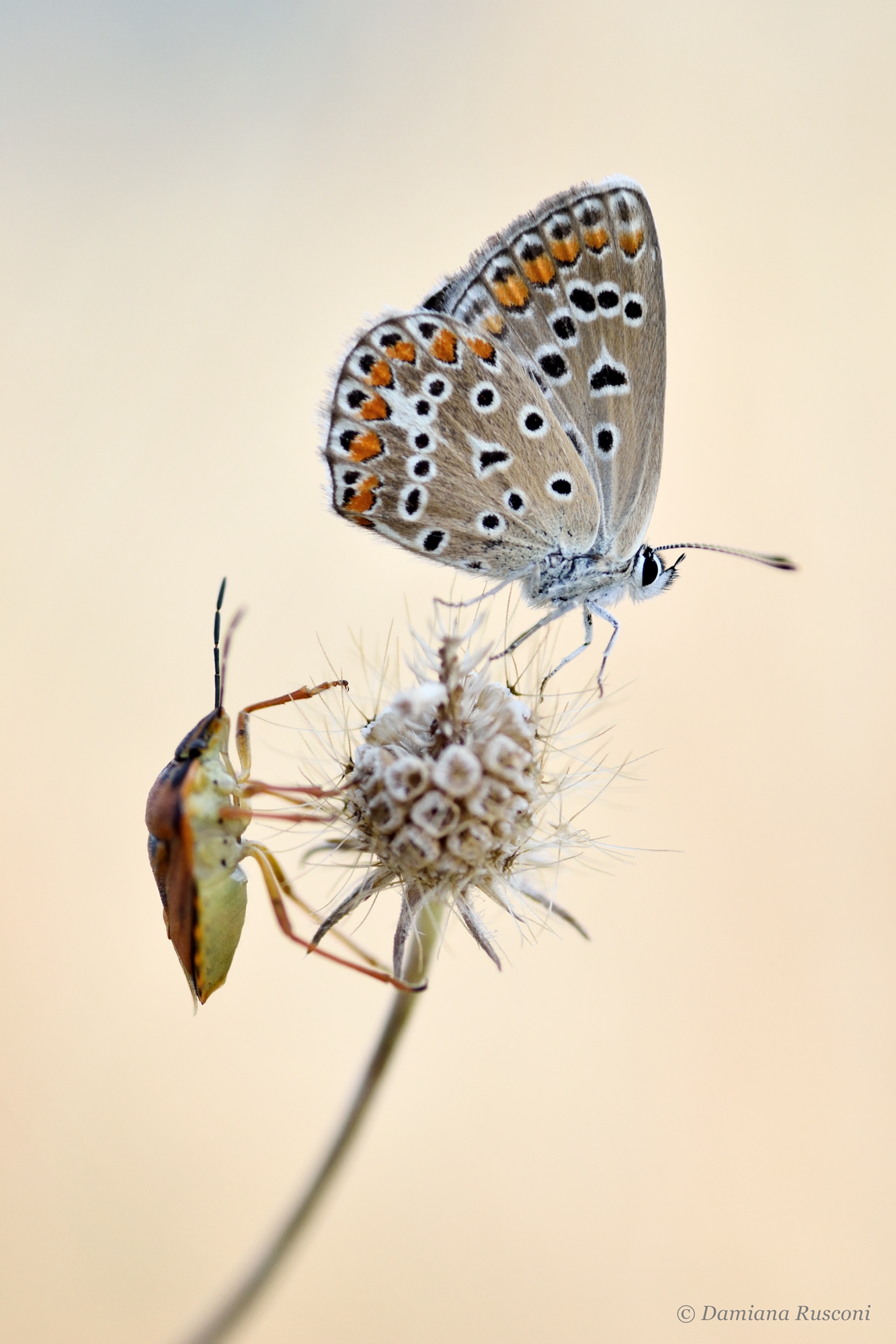 Una poltona per due..