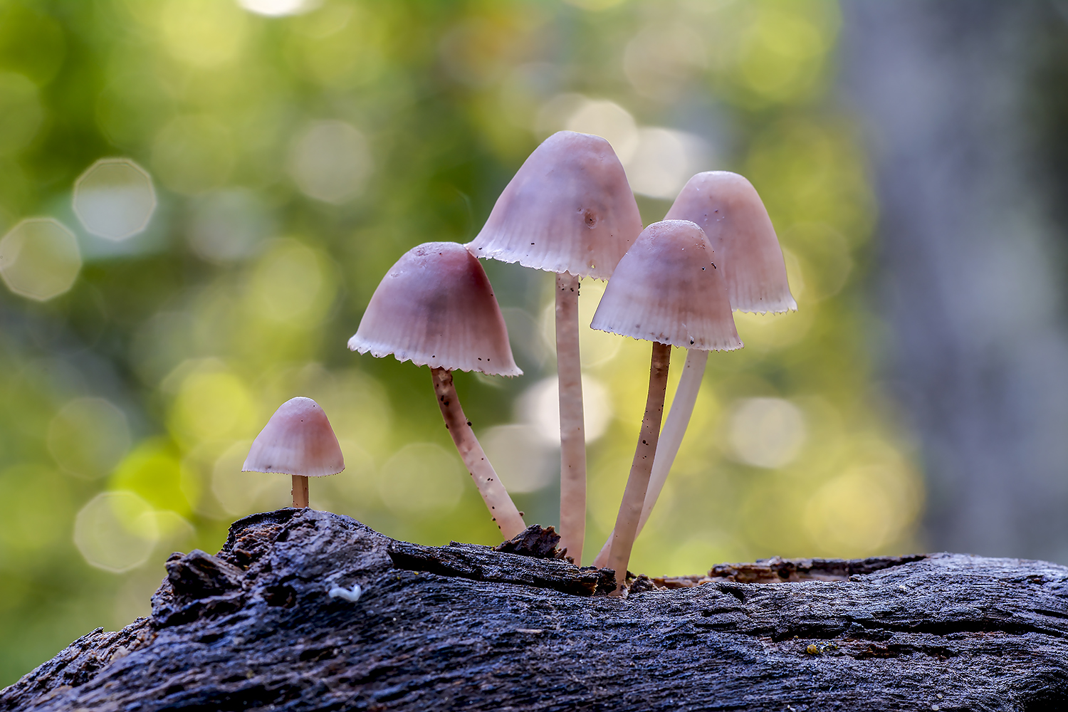 Mycena haematopus