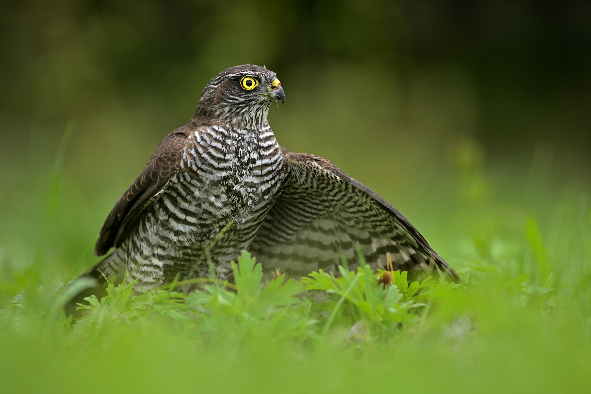 Sparviero eurasiatico