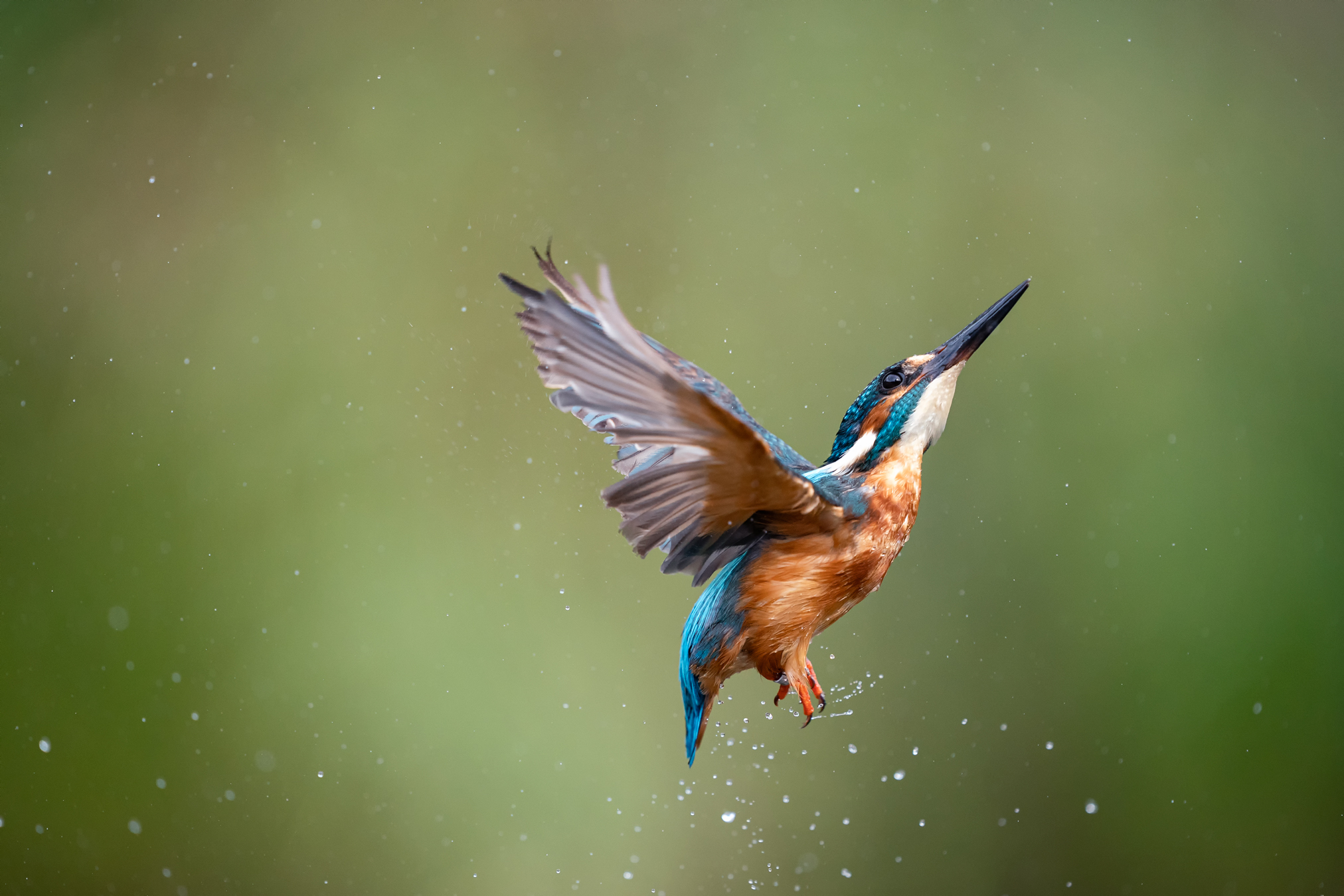 Alcedo atthis