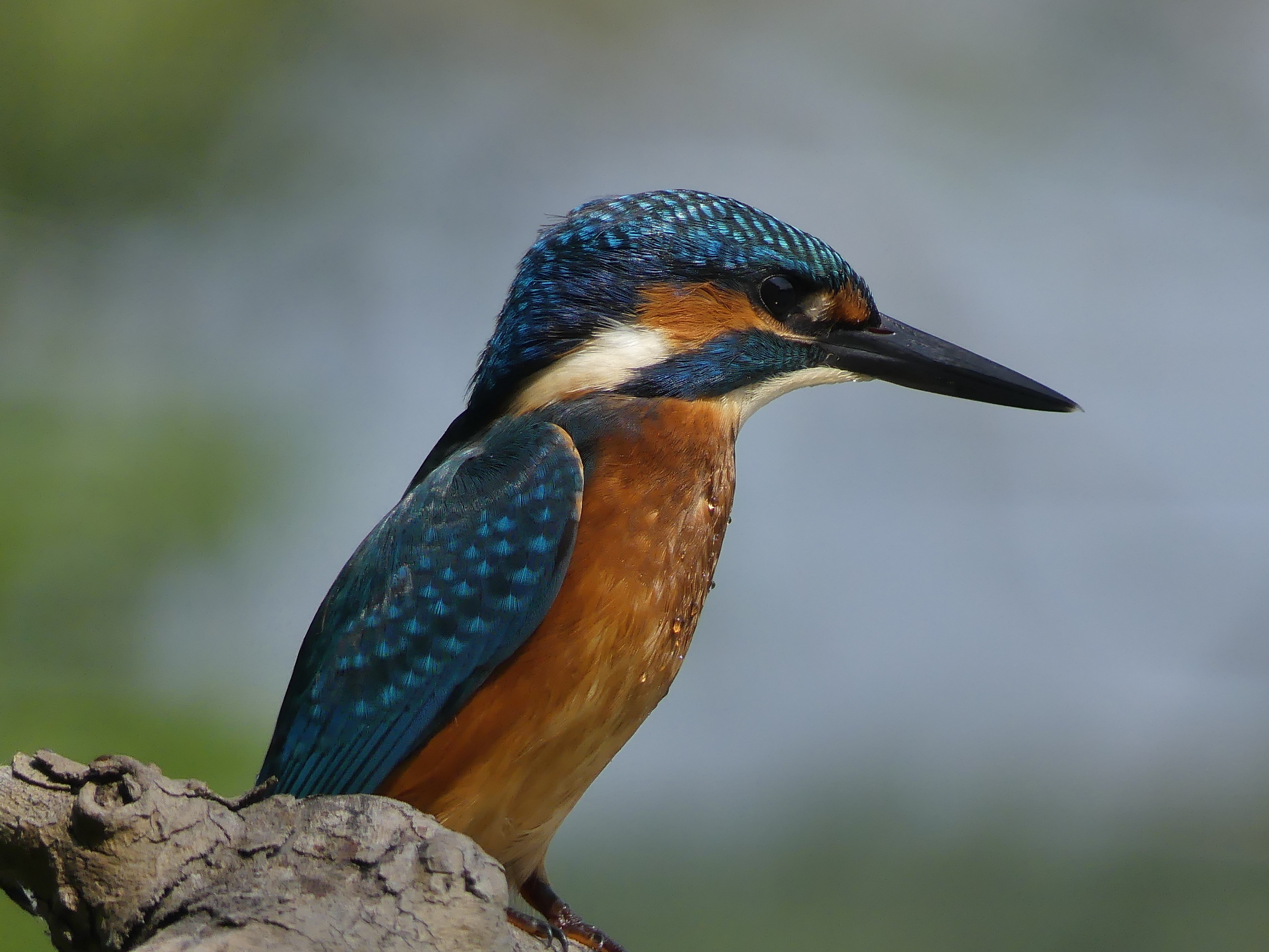 Ritratto di un pescatore alato