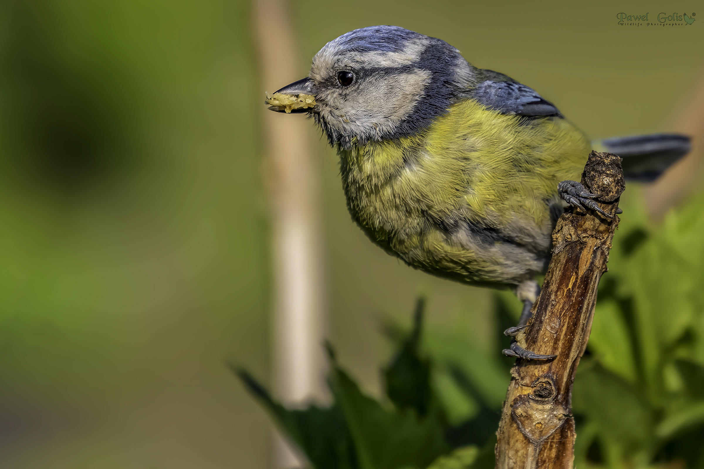 Tit blu eurasiatico (Cianistes caeruleus)