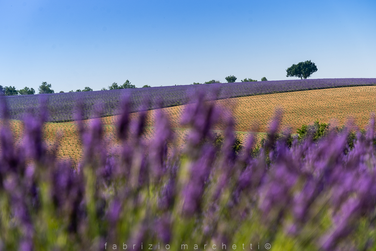 Valensole