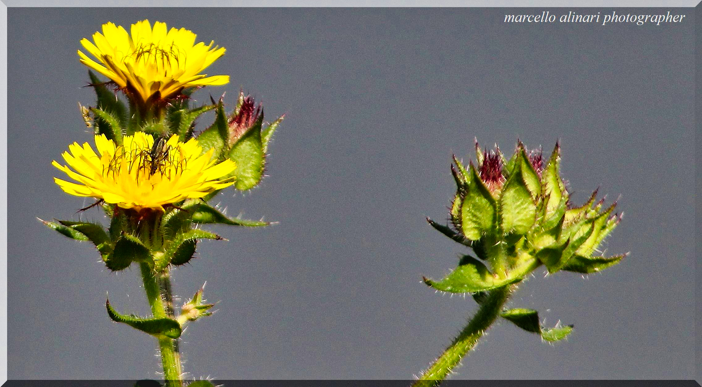 piu' giallo c'e', piu' amore c?e'
