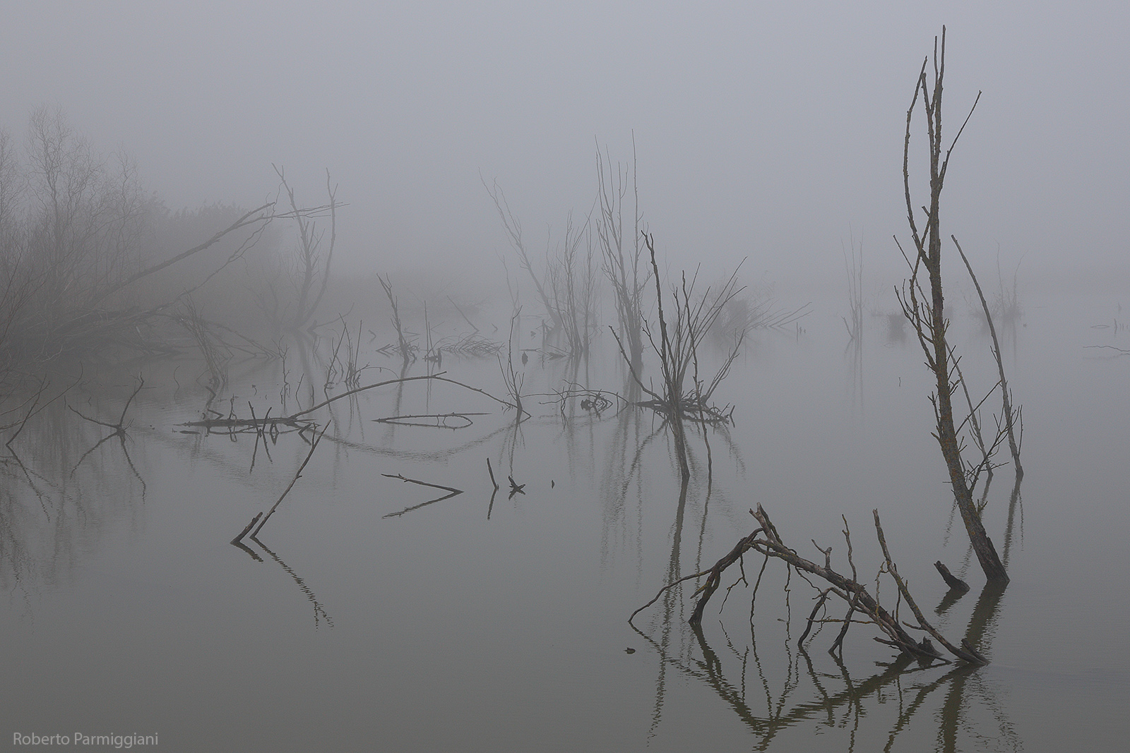 Misty swamp