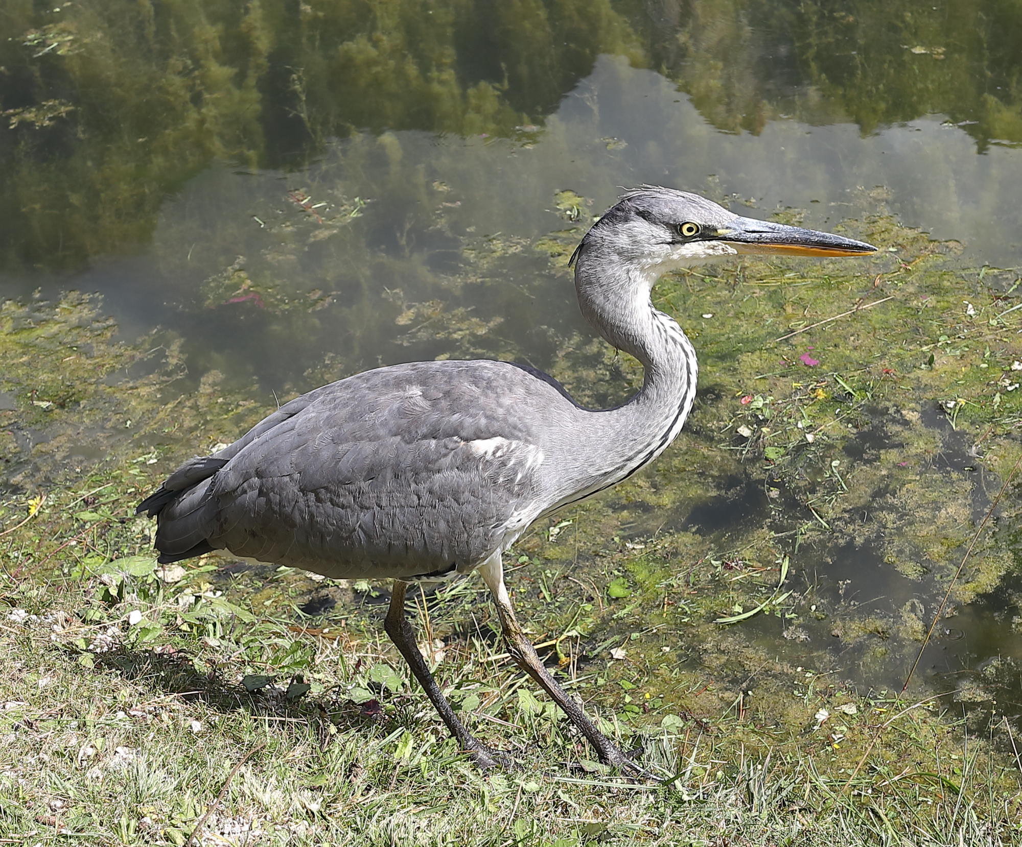 Tele? Basta il 35.... ;-))