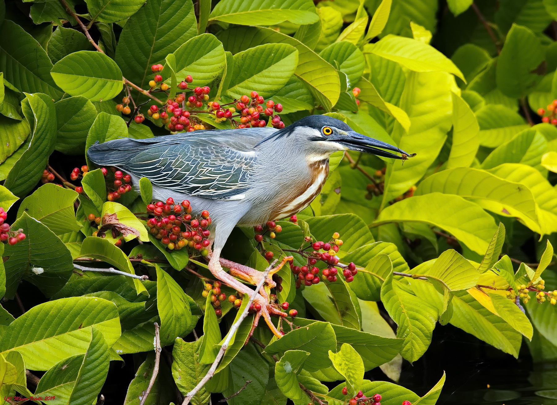 Striated Heron (Butorides striata) Amazzonia Perù