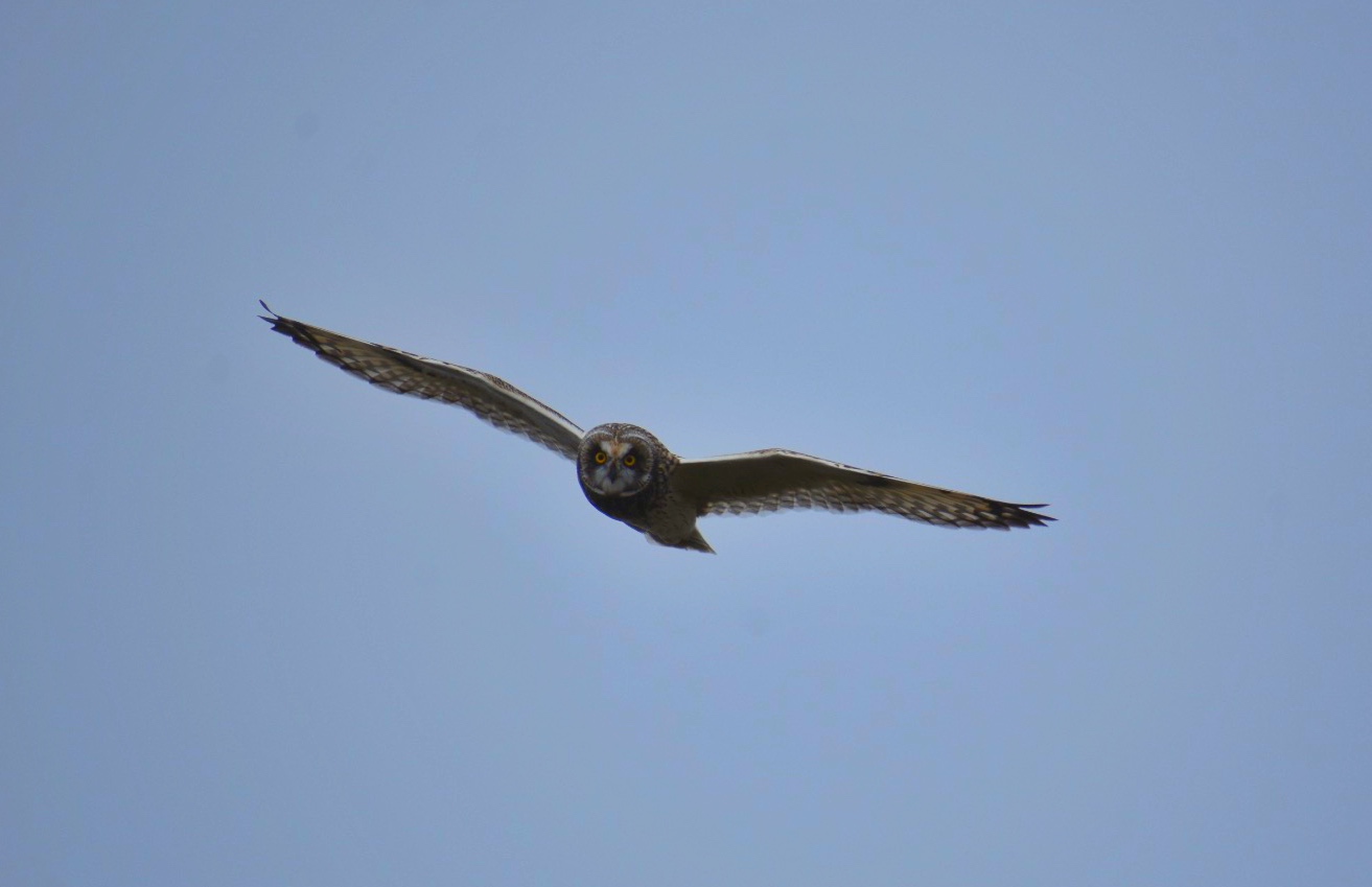 Swamp Owl