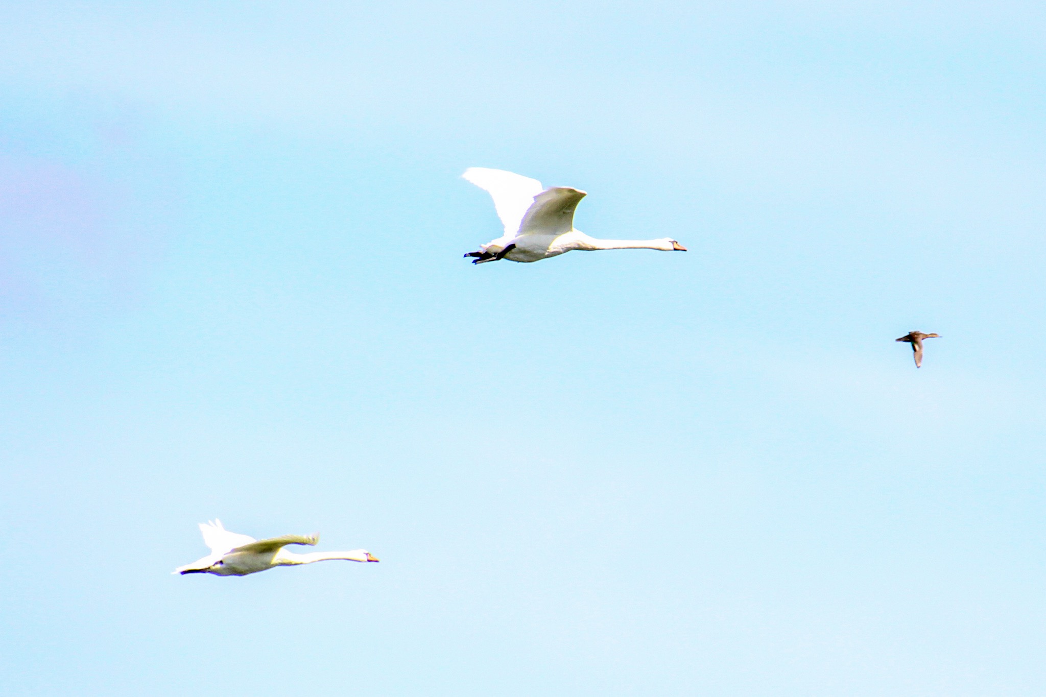 Coppia di cigni in volo sul lago di Fogliano