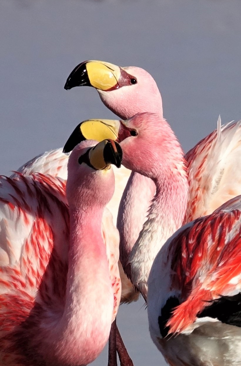 James Flamingos - Sony RX10M3