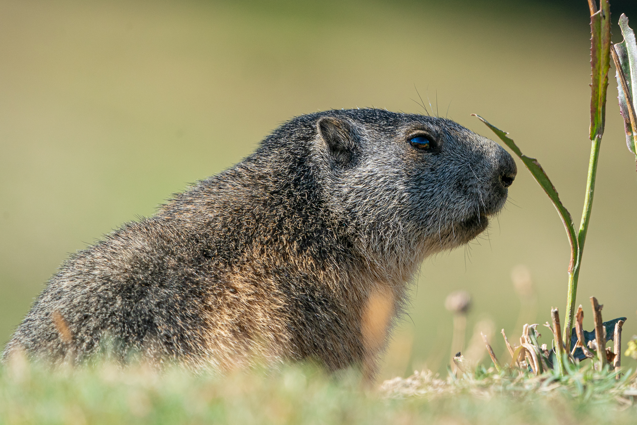 Marmotta