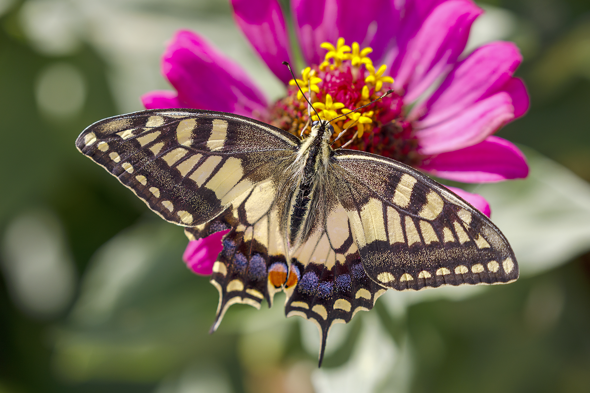 Swallowtail