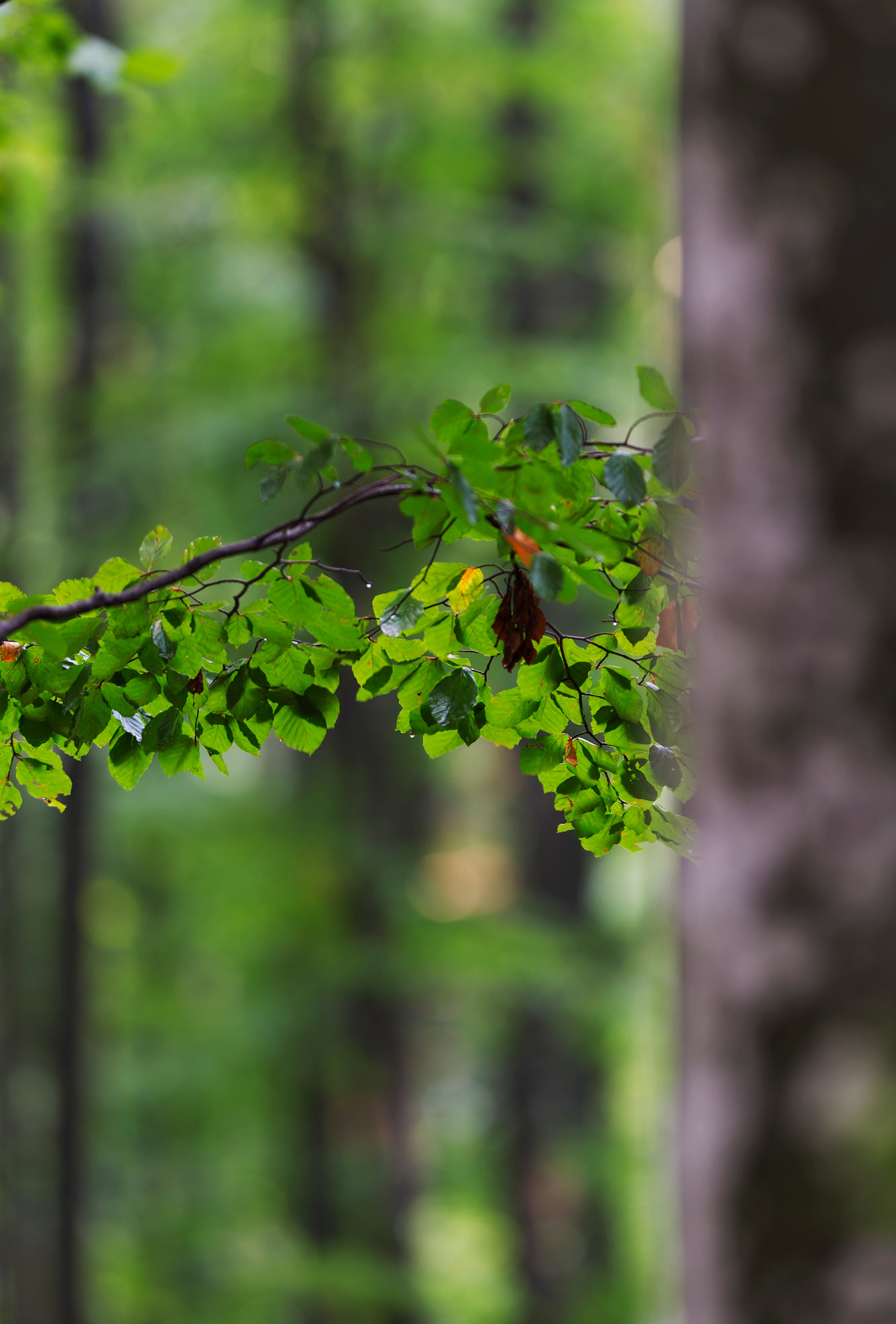 Osservazione del bosco.