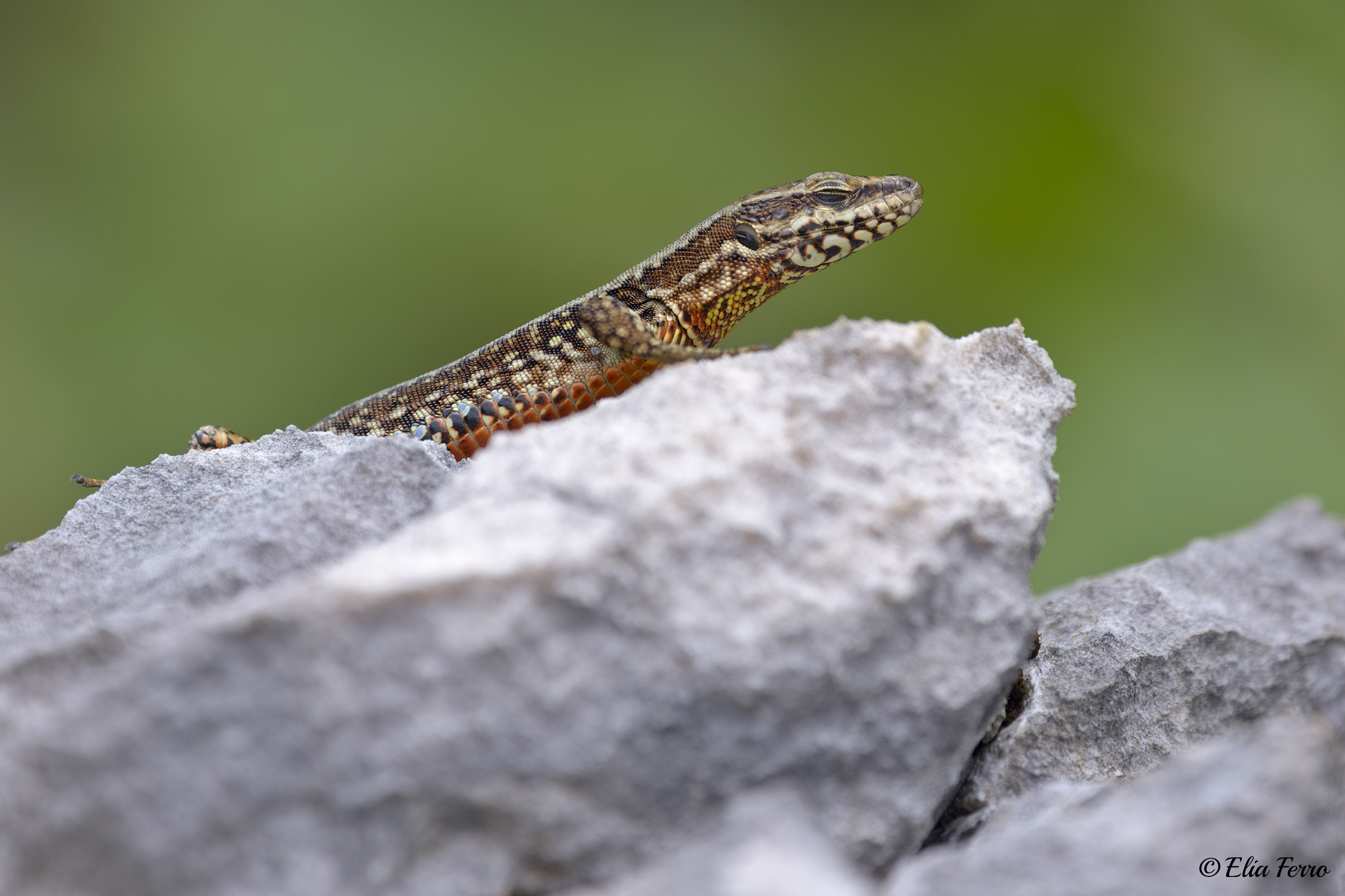 The rest of the lizard.