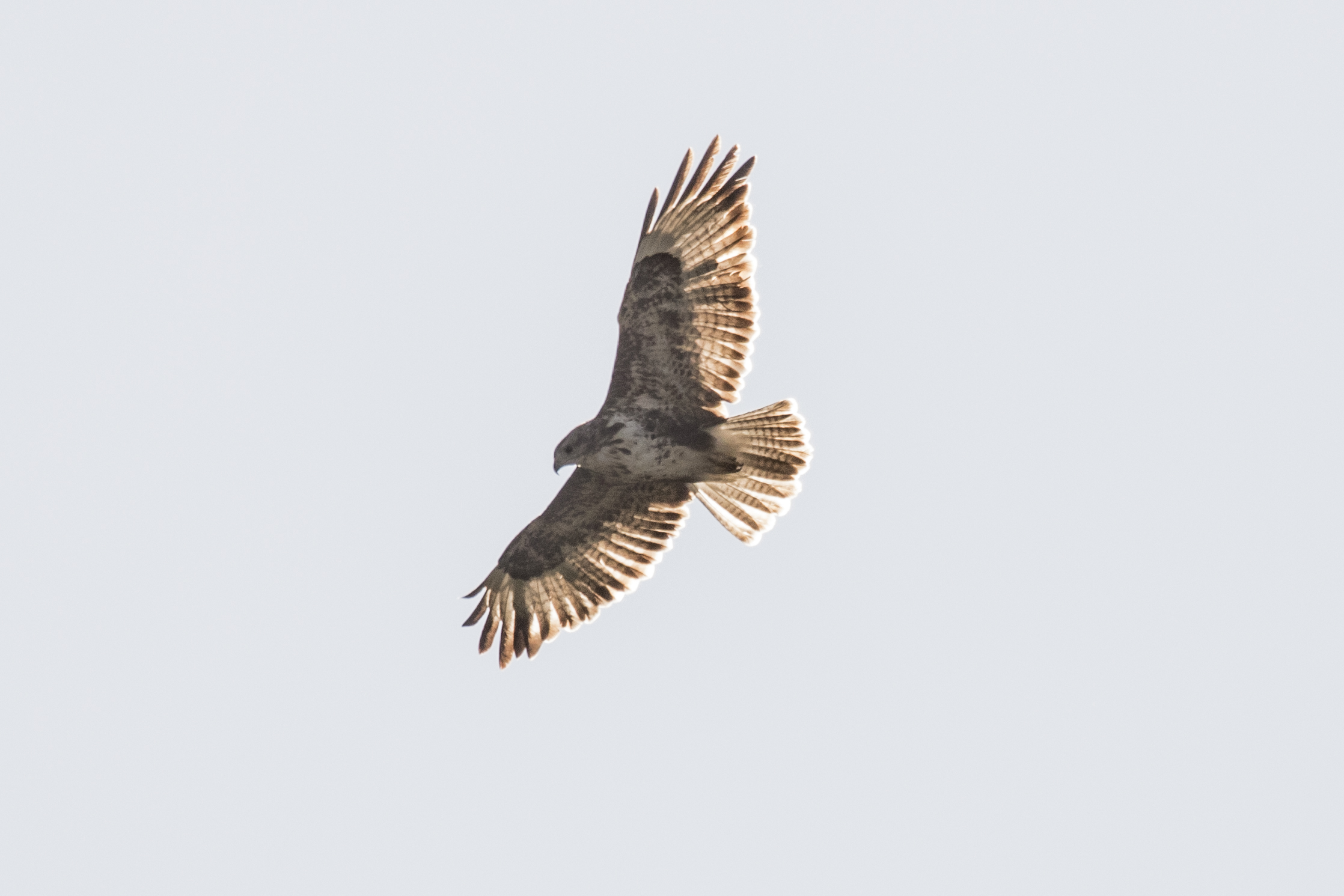buzzard