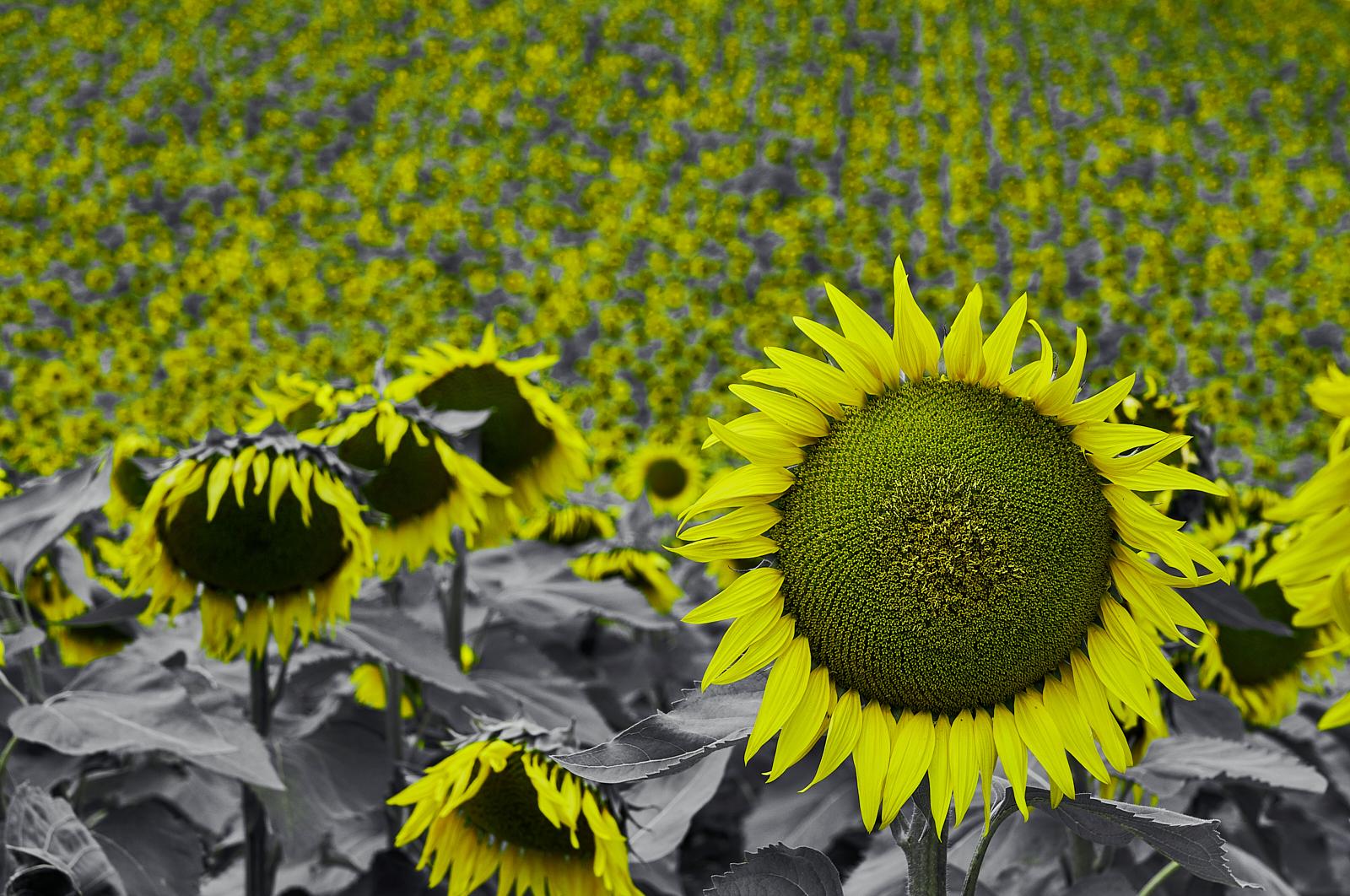 Uno solo a testa alta...