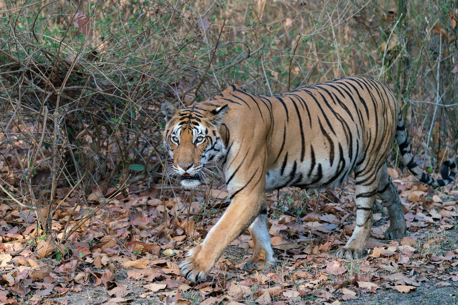 Femmina adulta di tigre