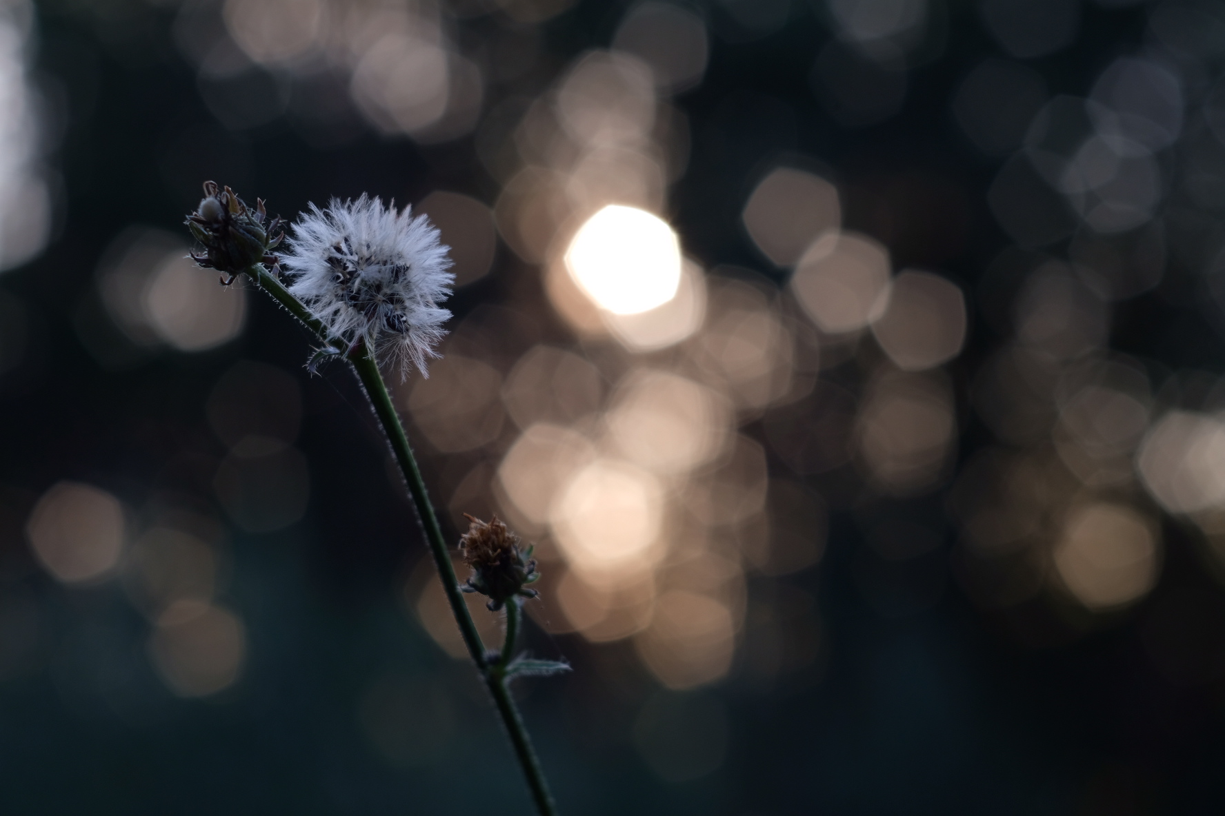 Magic Bokeh