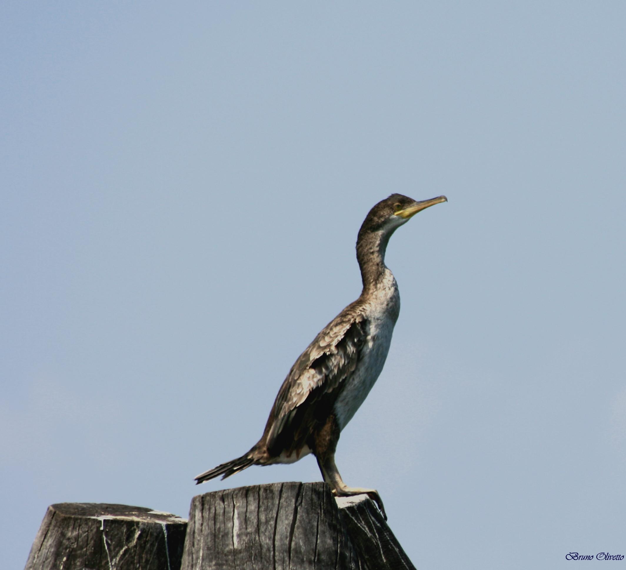 Cormorant
