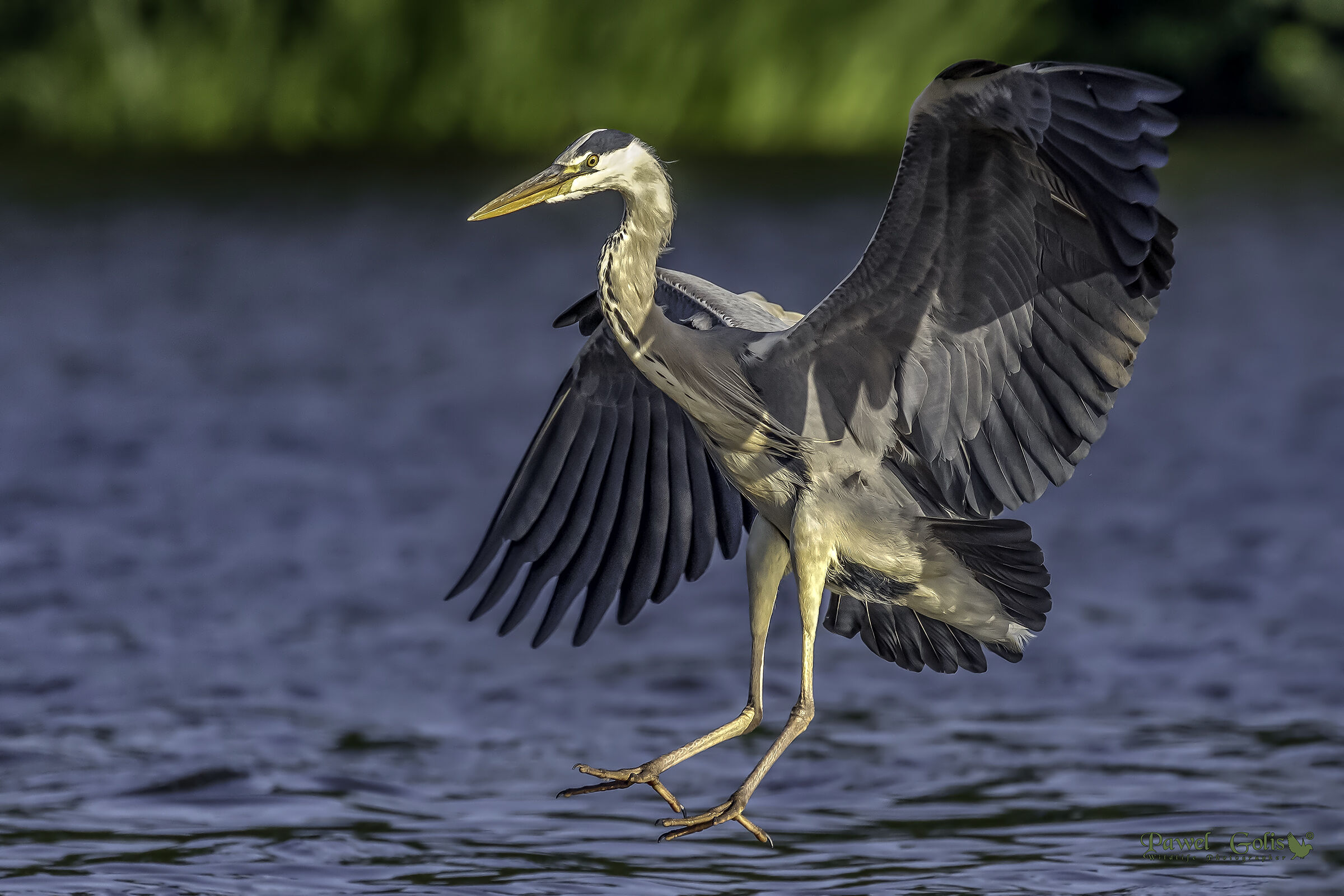 Aironi grigi (Ardea cinerea) atterraggio