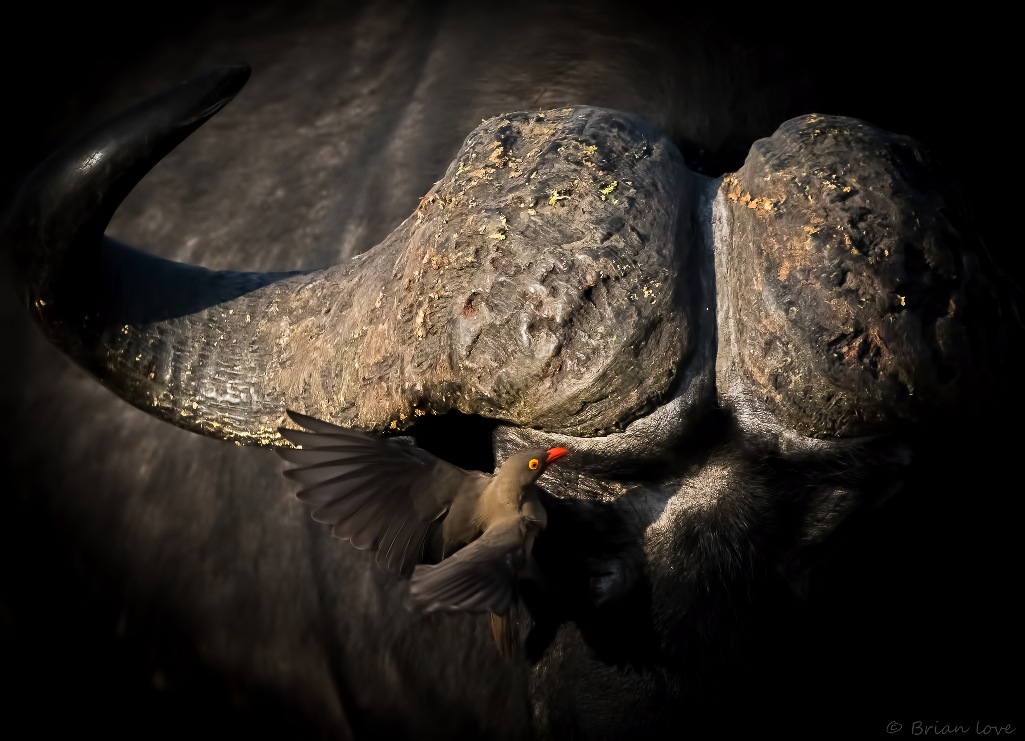 Deadly Buffalo Horns and Red-billed Oxpecker