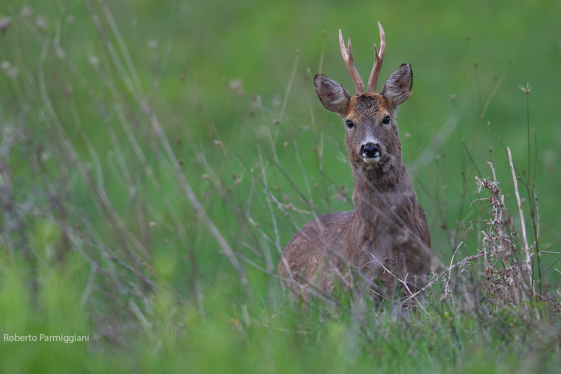 Capriolo face to face