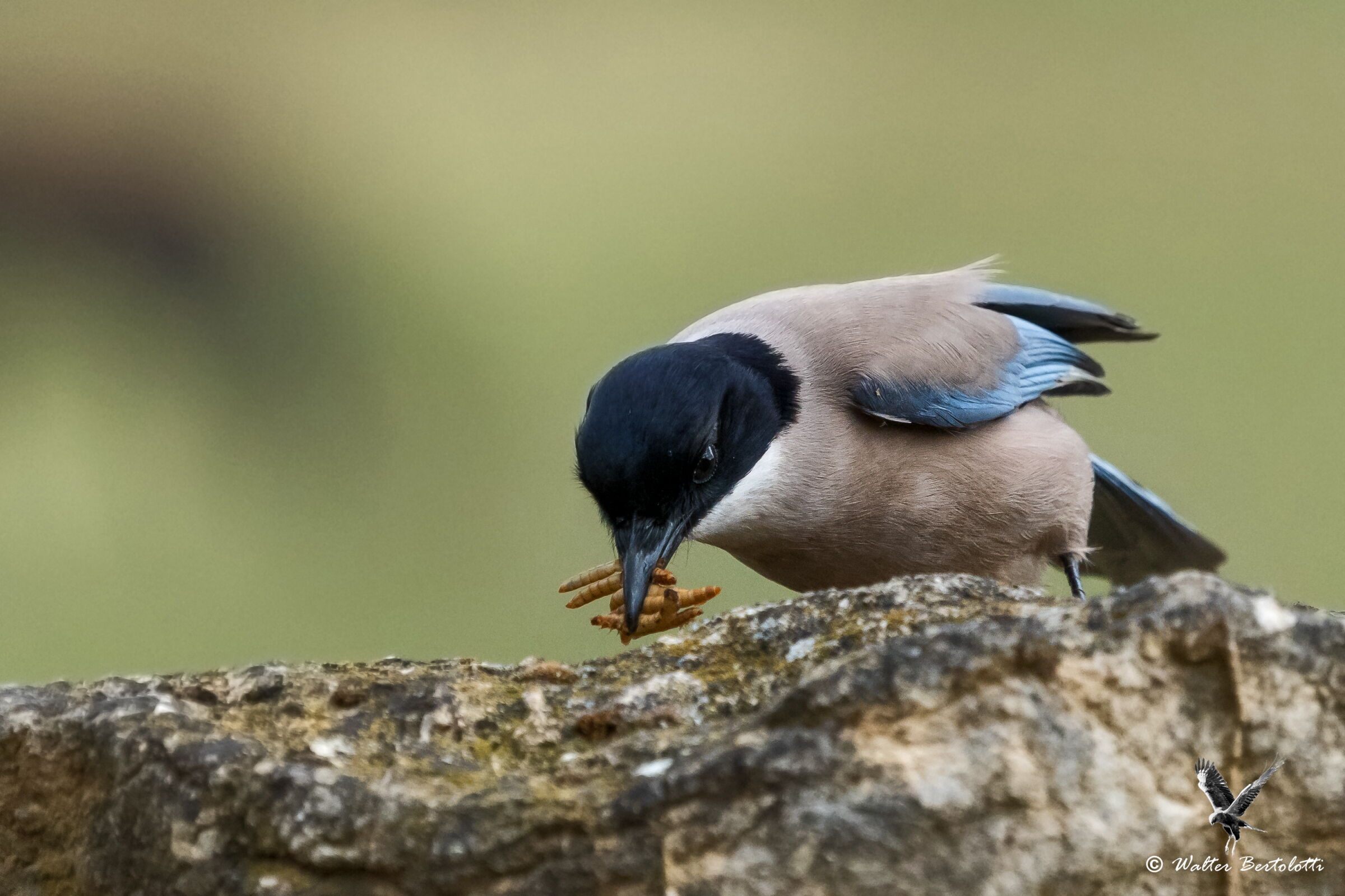 uno spuntino leggero