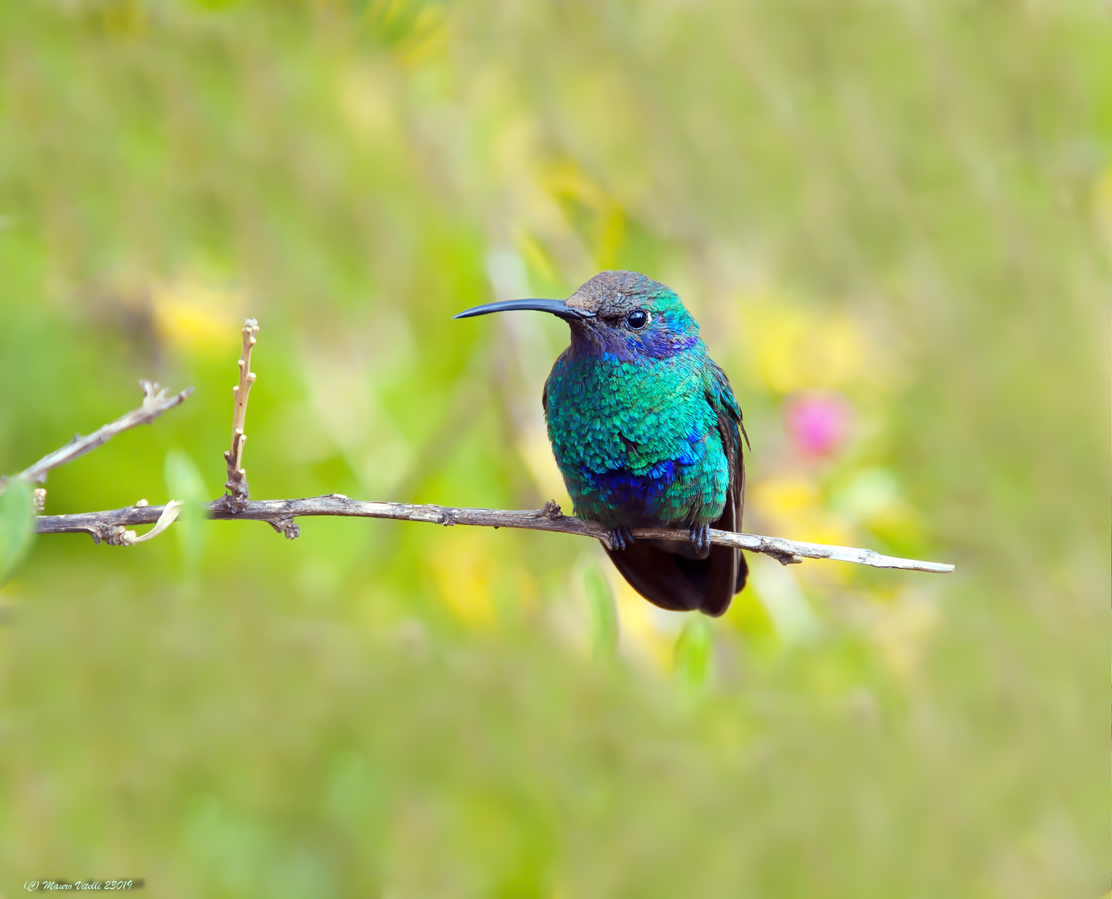 Sparkling Violet-ear (Colibrì coruscans) Perù