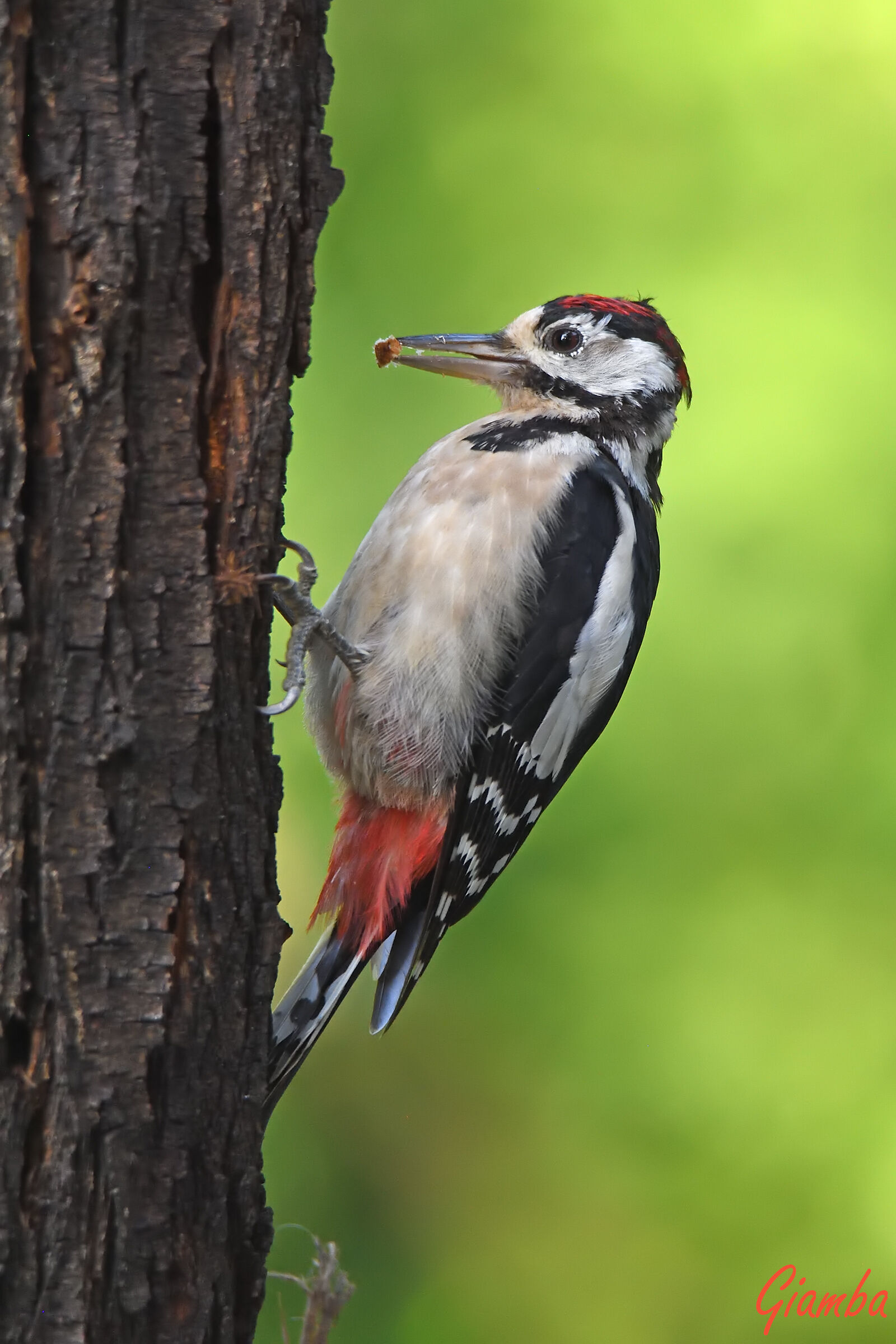 Picchio rosso maggiore