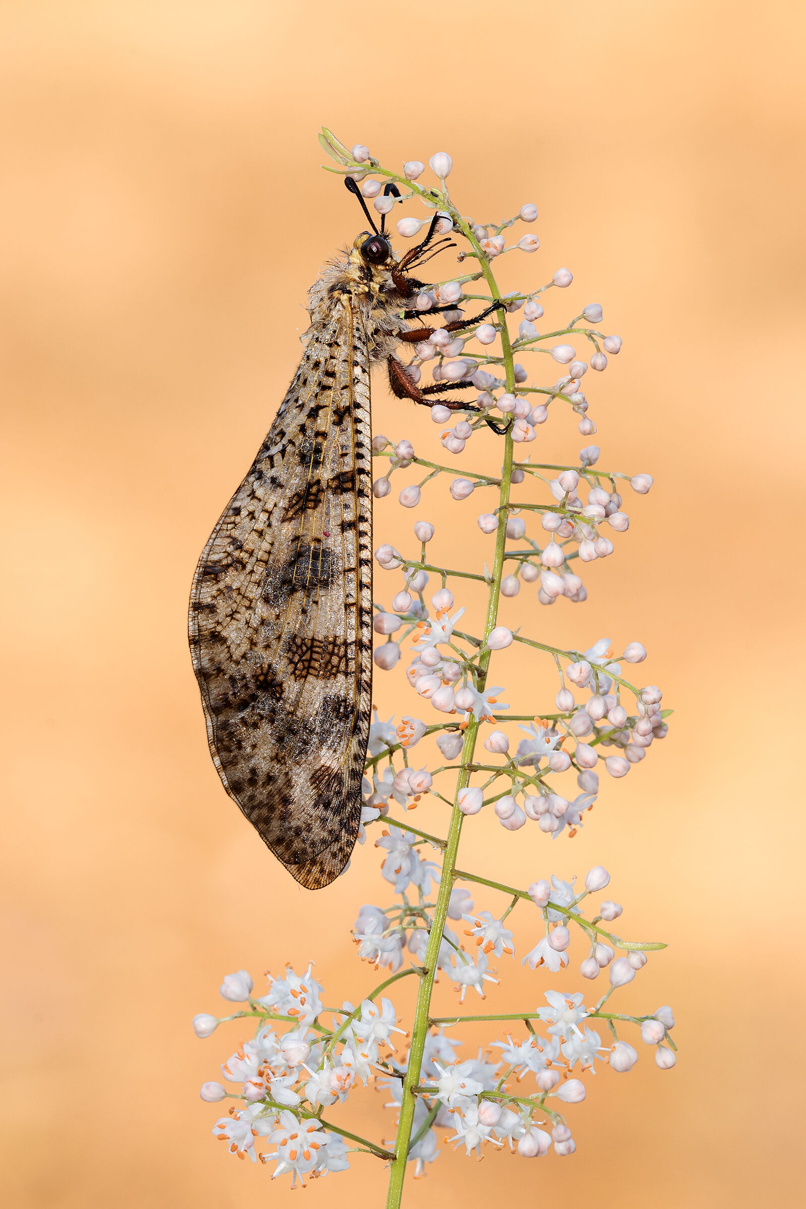 Palpares libelluloides