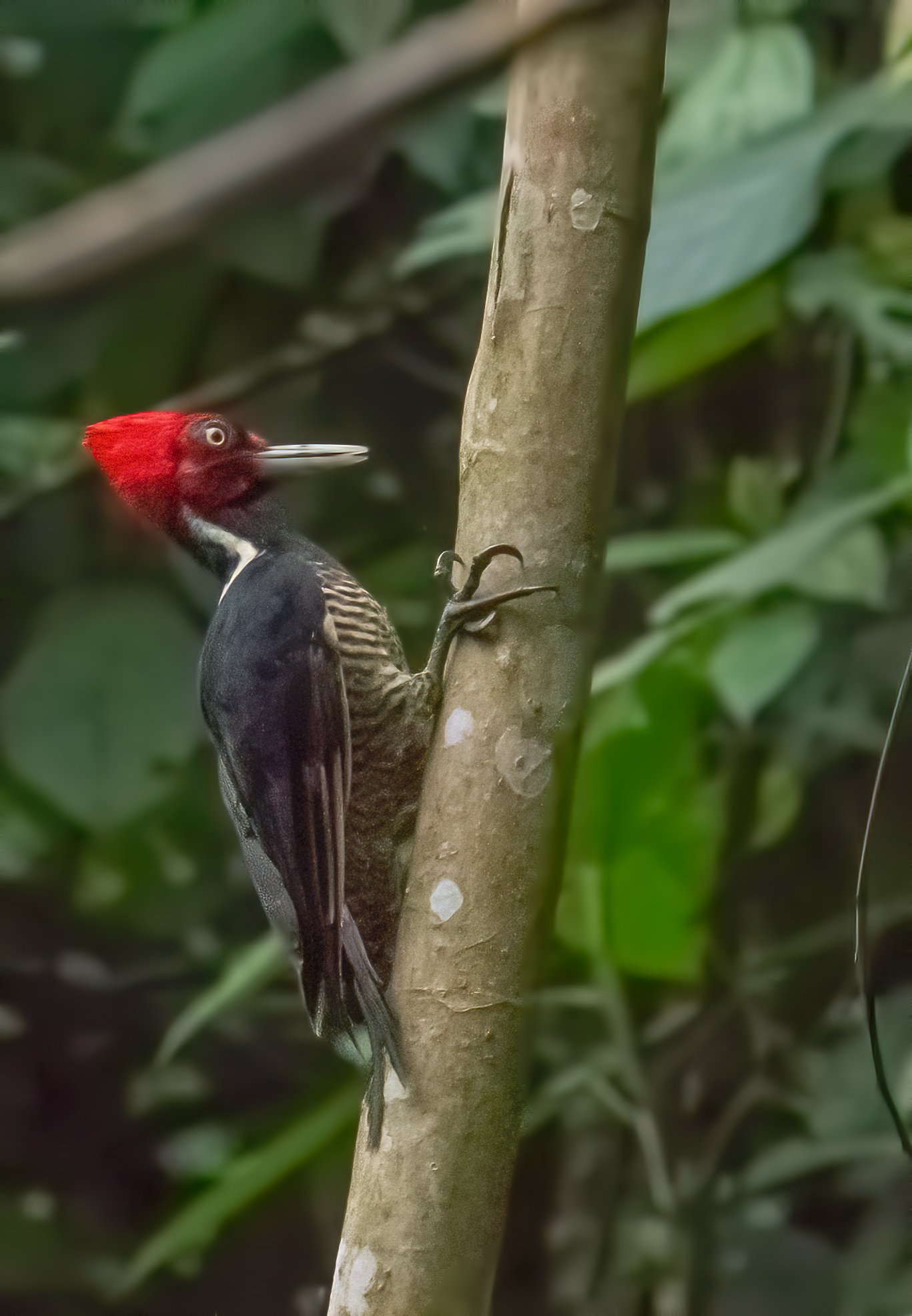 Campephilus guatemalensis