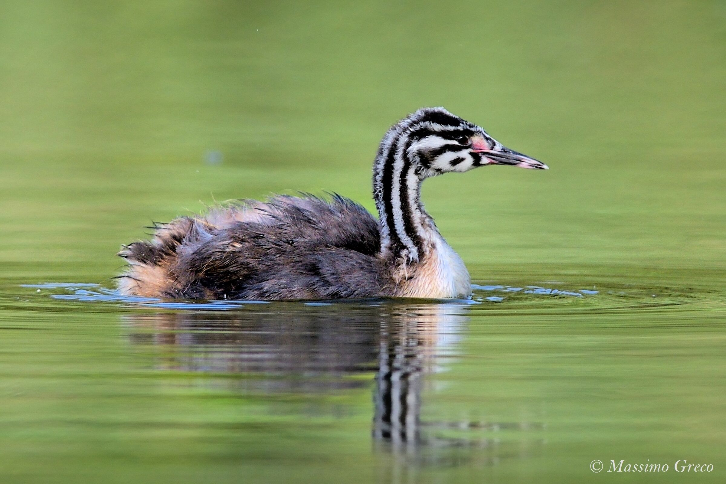 Giovane Svasso maggiore