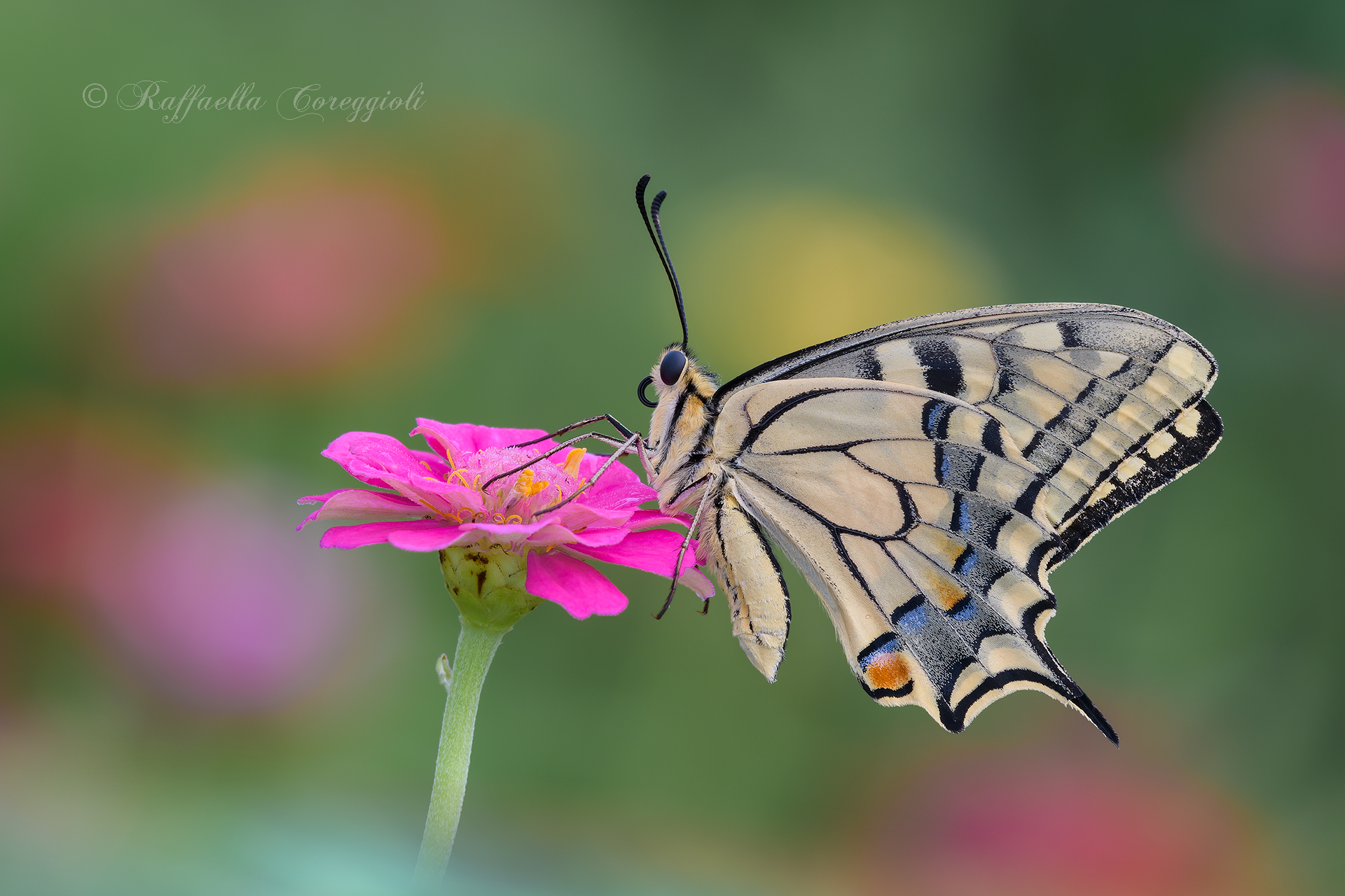 Papilio machaon