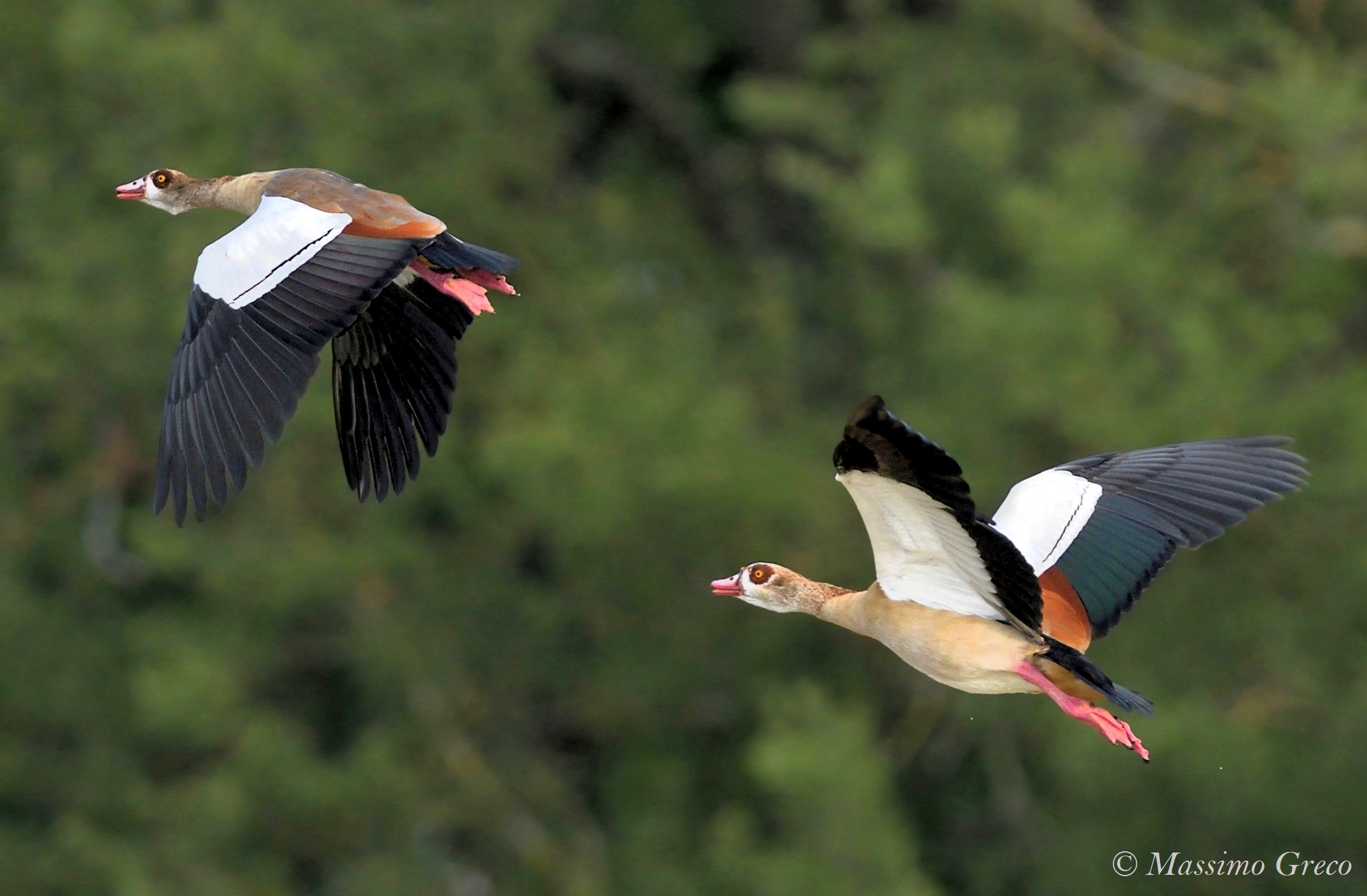 Egyptian goose