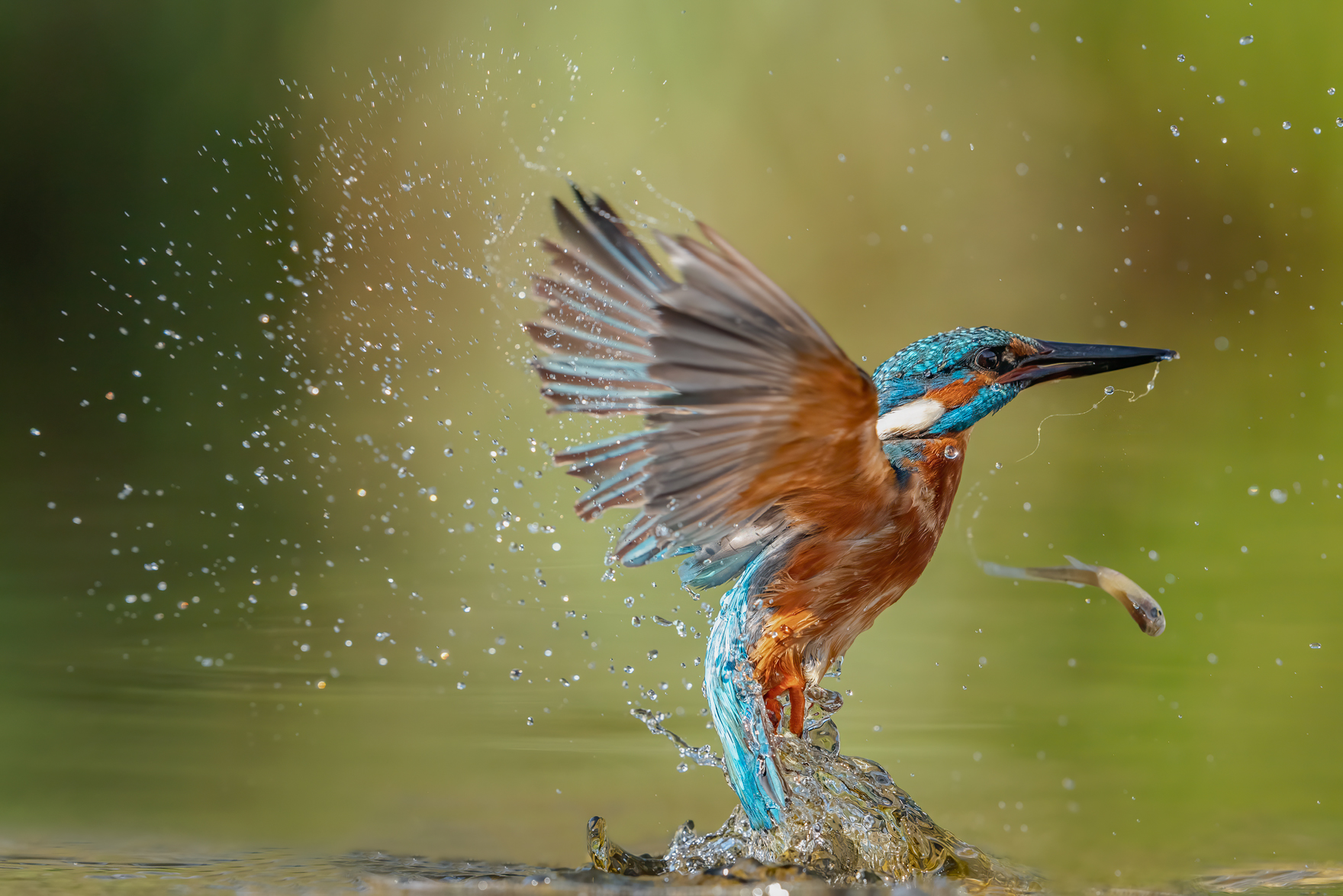 Oddio mi è scappato il pesce!
