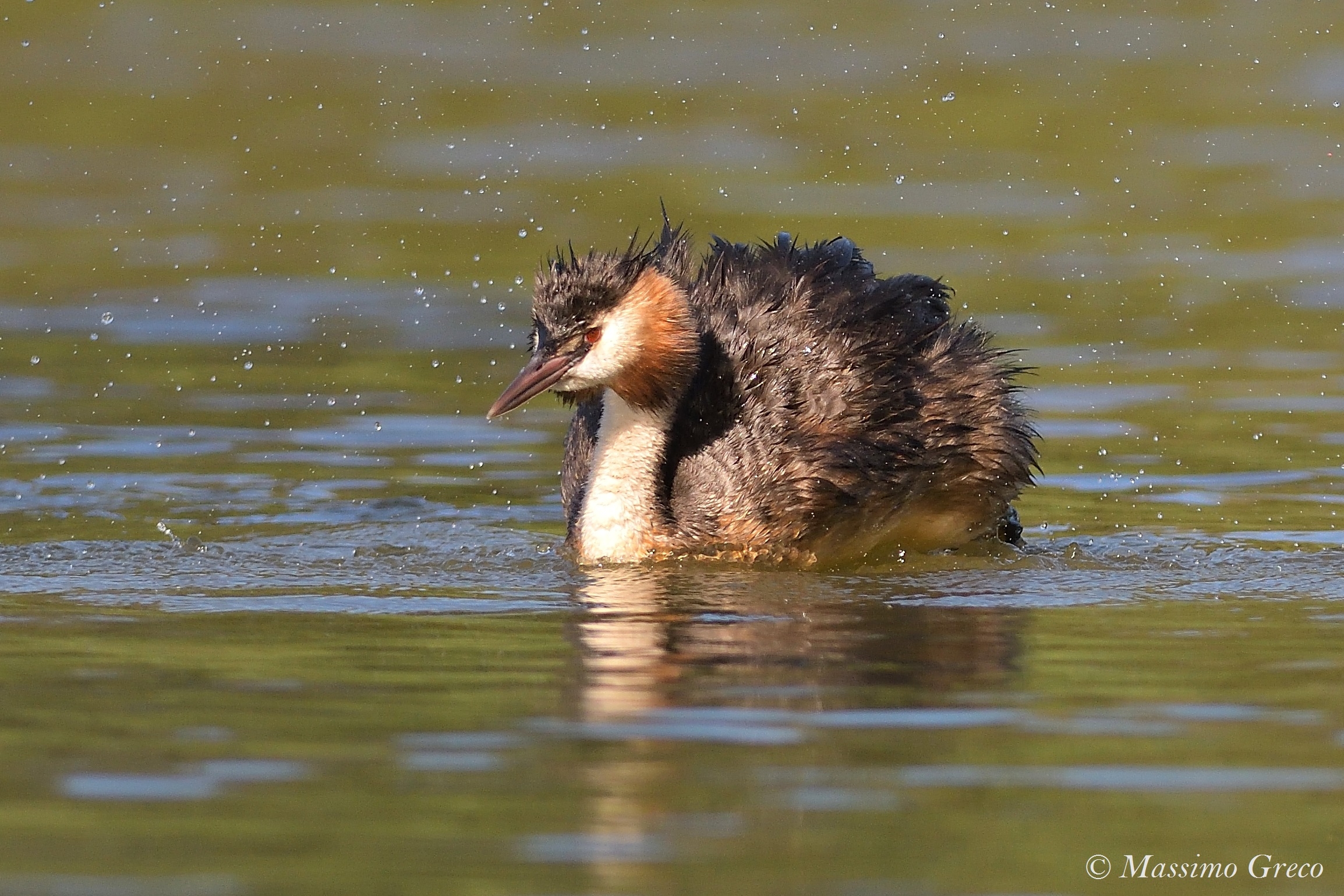 Major Vassal (Podiceps cristatus)
