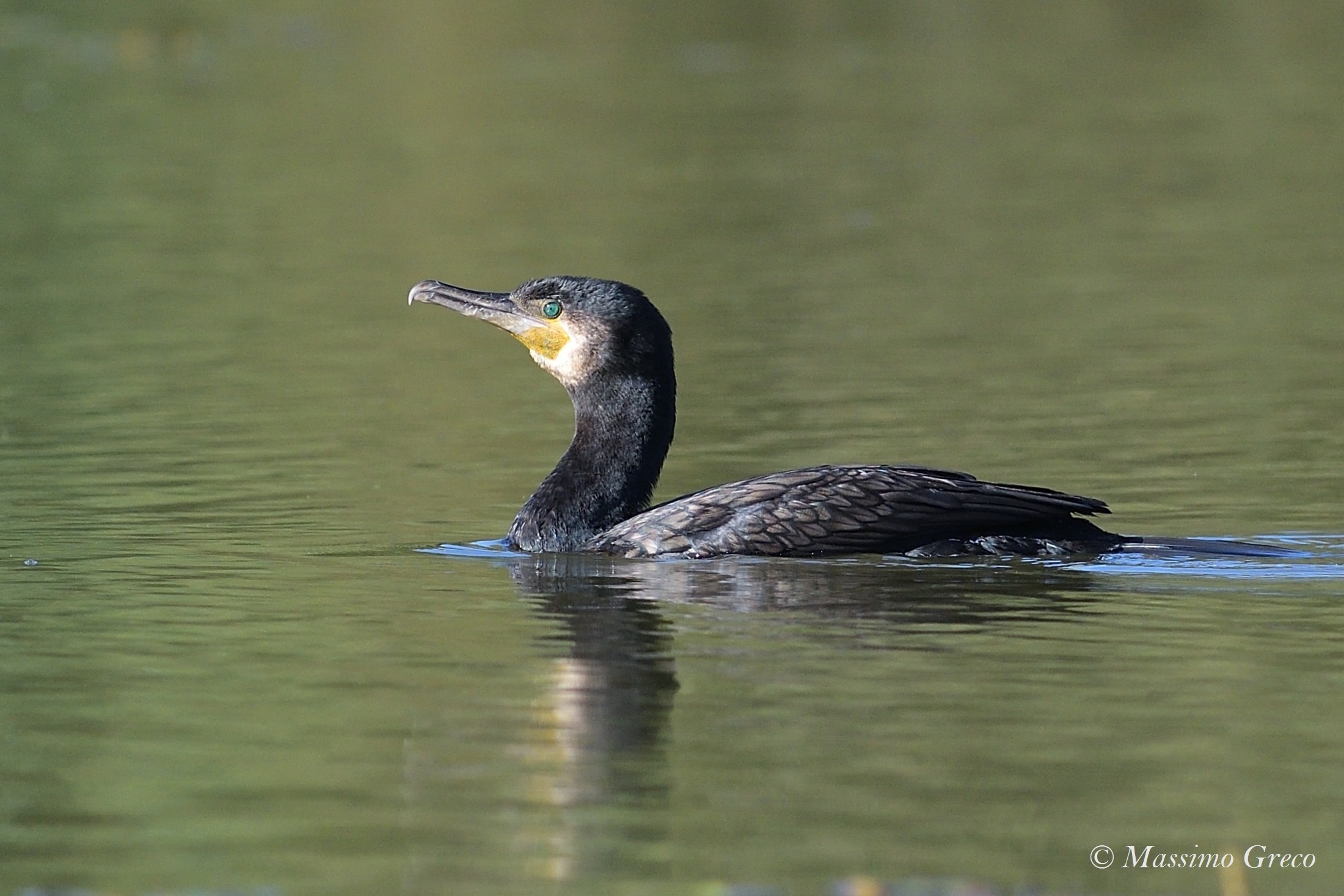Cormorant