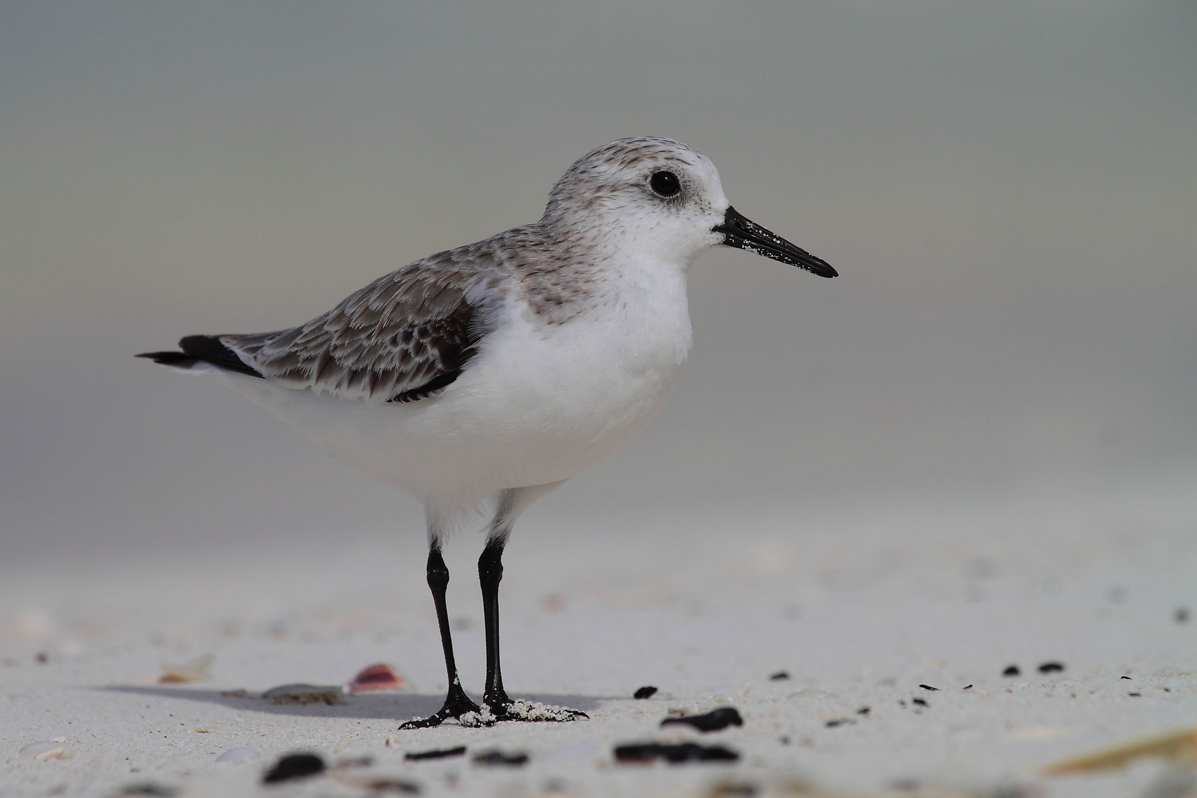 Toed Sandpiper